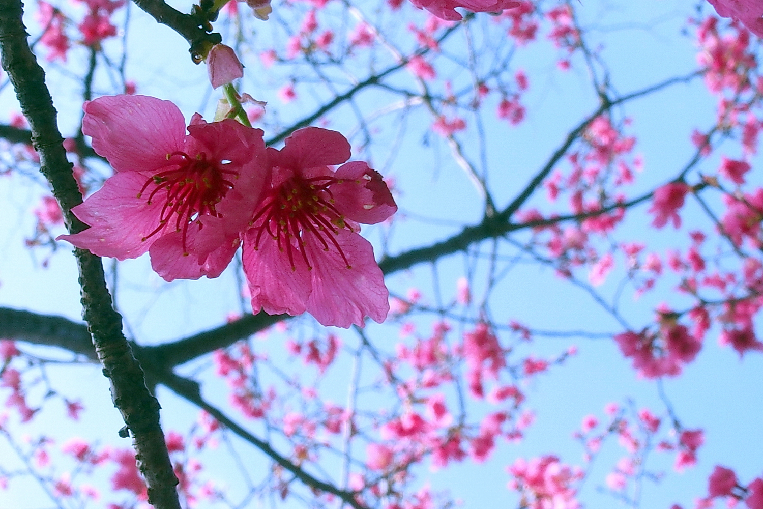陳永鑑櫻花作品20210324b.jpg