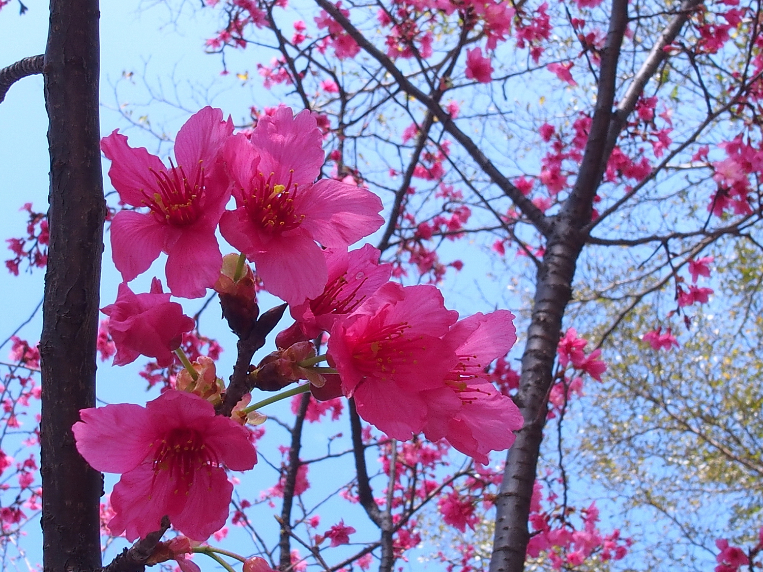 陳永鑑櫻花作品20210325j.jpg