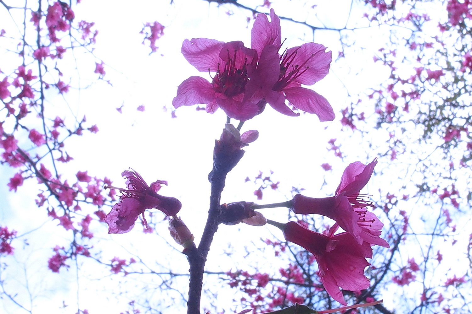 陳永鑑櫻花作品20210325c.jpg