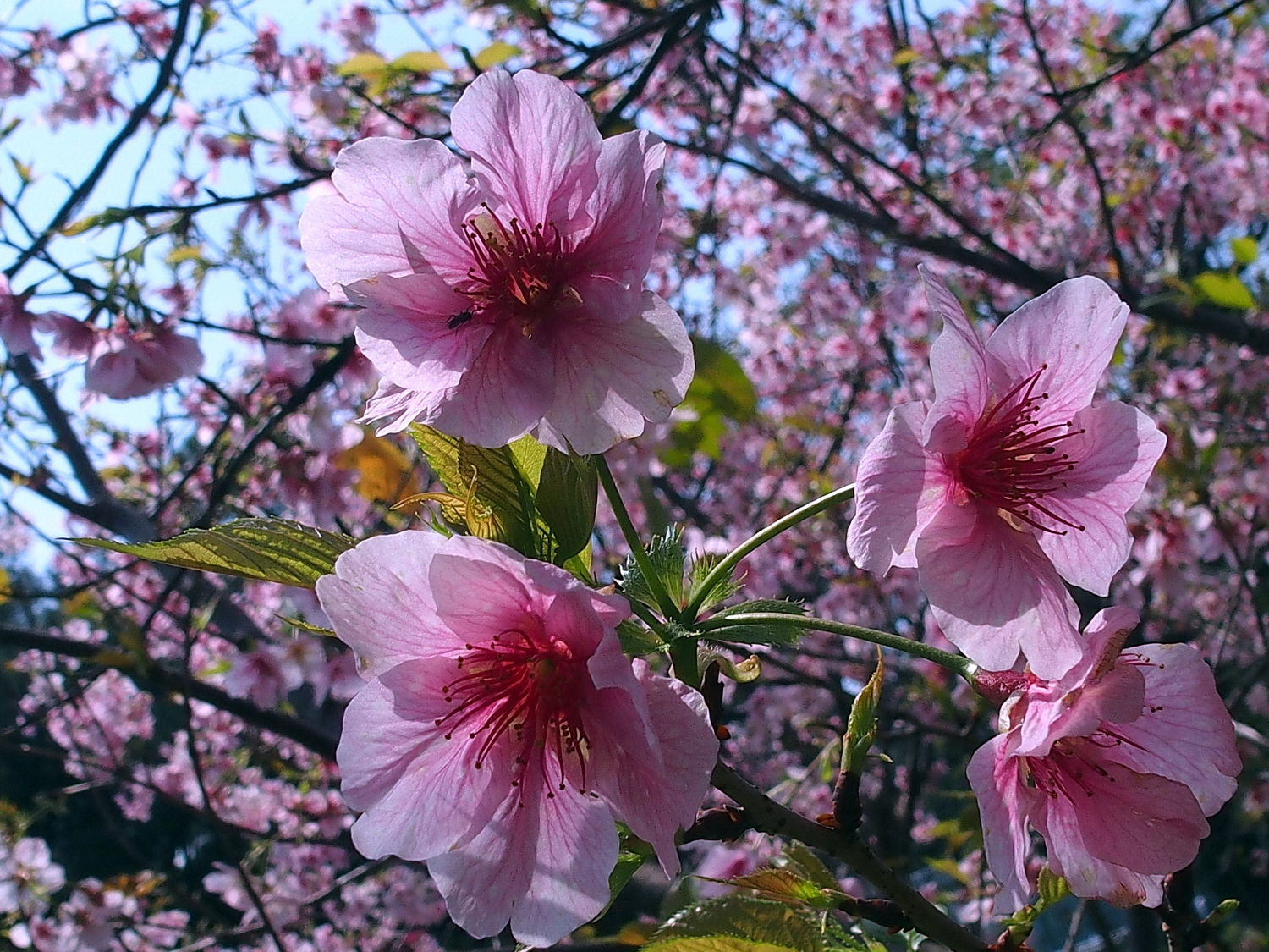 陳永鑑櫻花作品20210327n.jpg