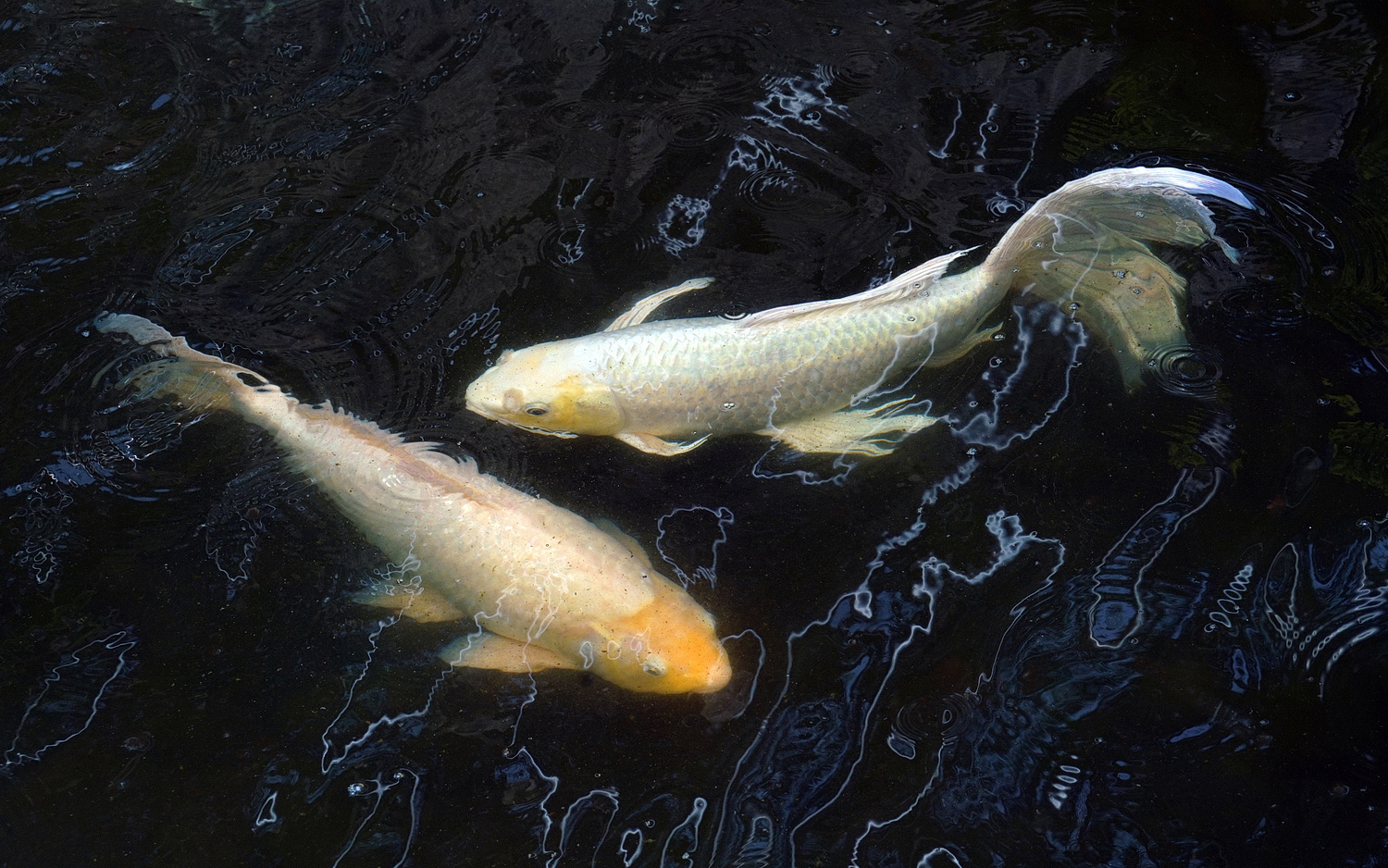 陳永鑑_錦鯉遊緃_20210330g.jpg