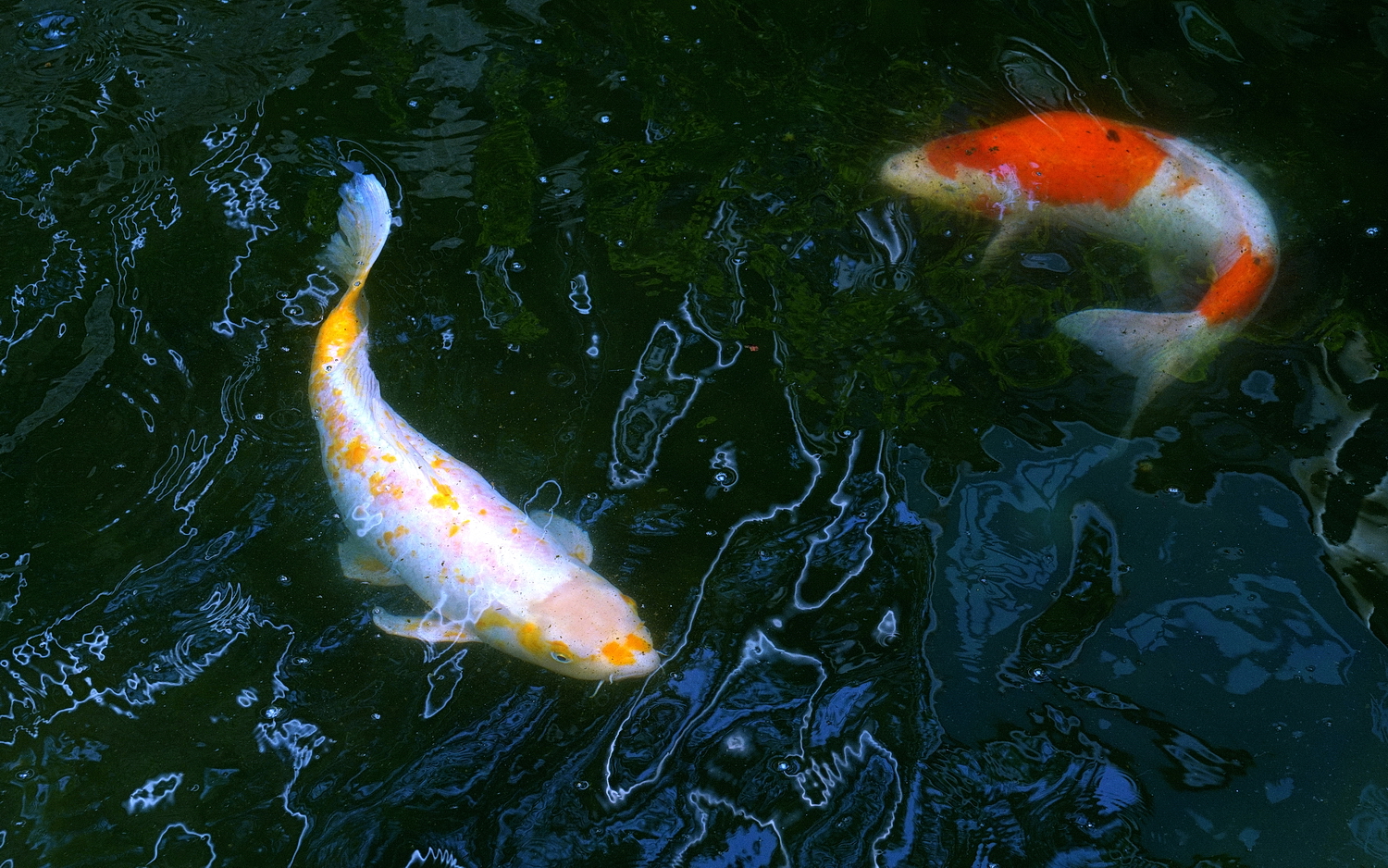 陳永鑑_錦鯉遊緃_20210330f.jpg