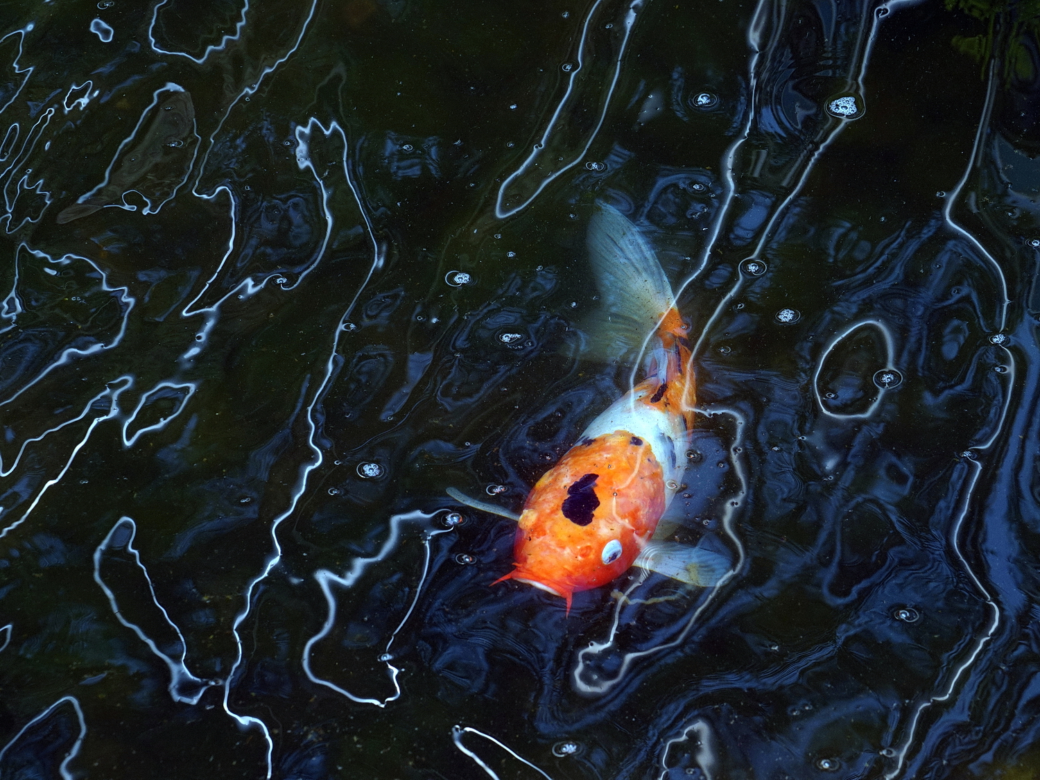 陳永鑑_錦鯉遊緃_20210331c.jpg
