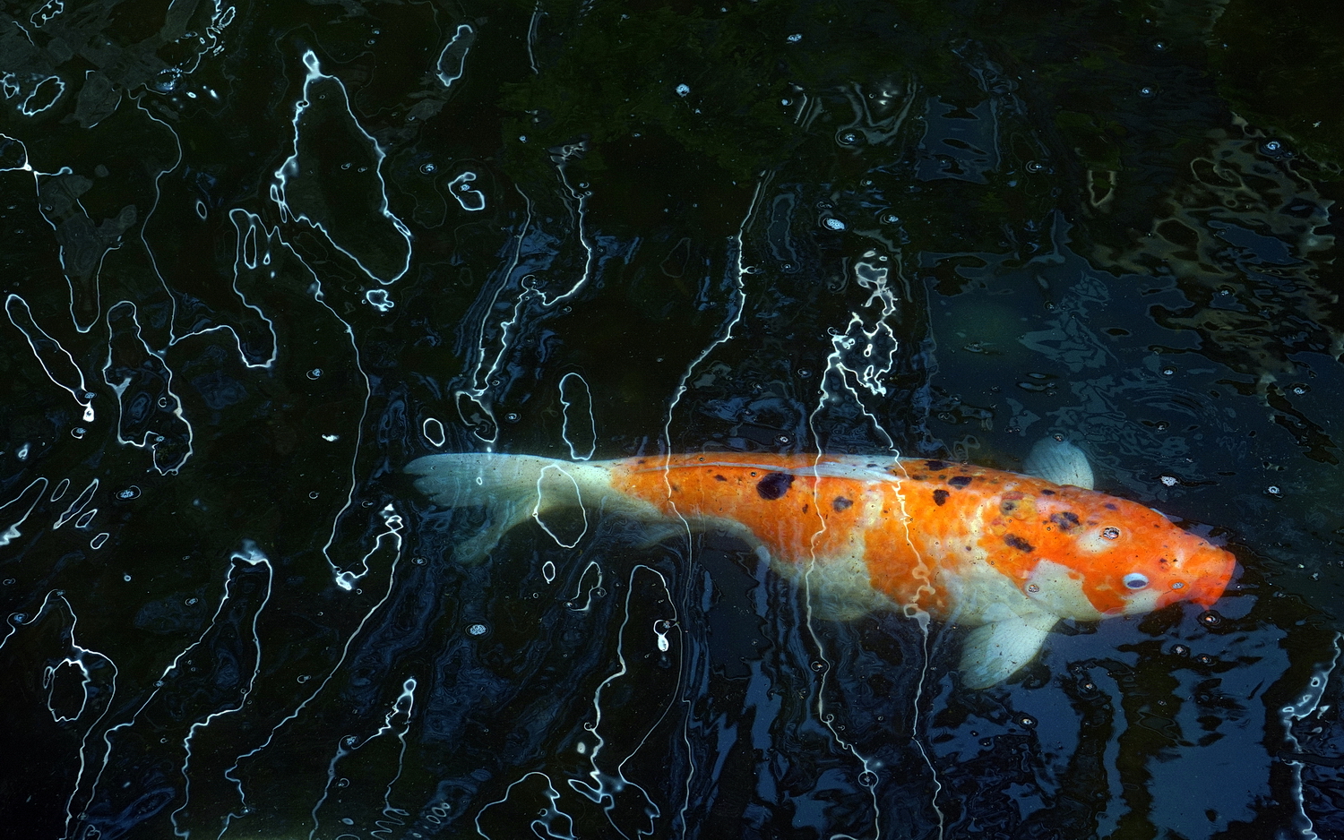 陳永鑑_錦鯉遊緃_20210401e.jpg