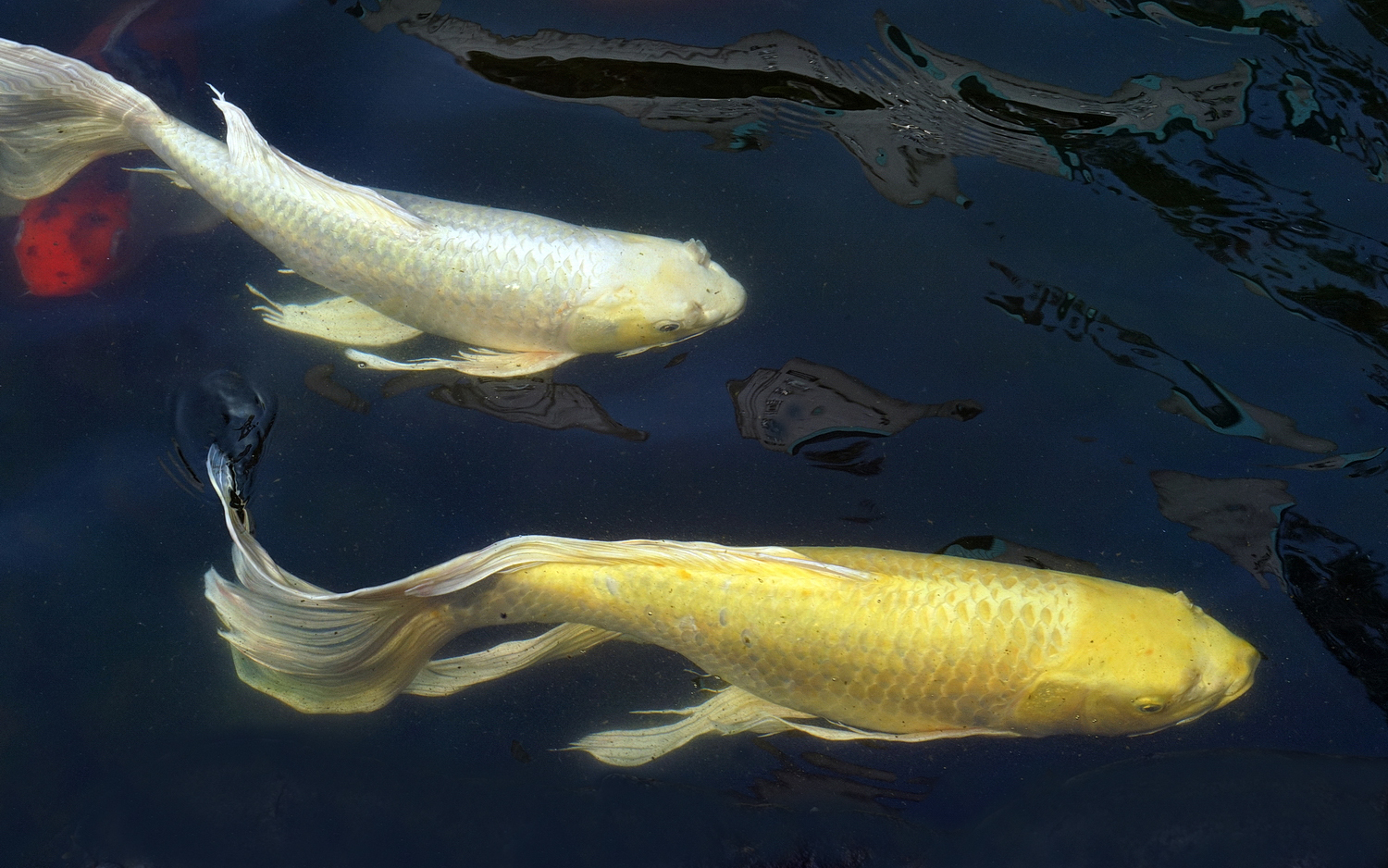 陳永鑑_錦鯉遊緃_20210401b.jpg