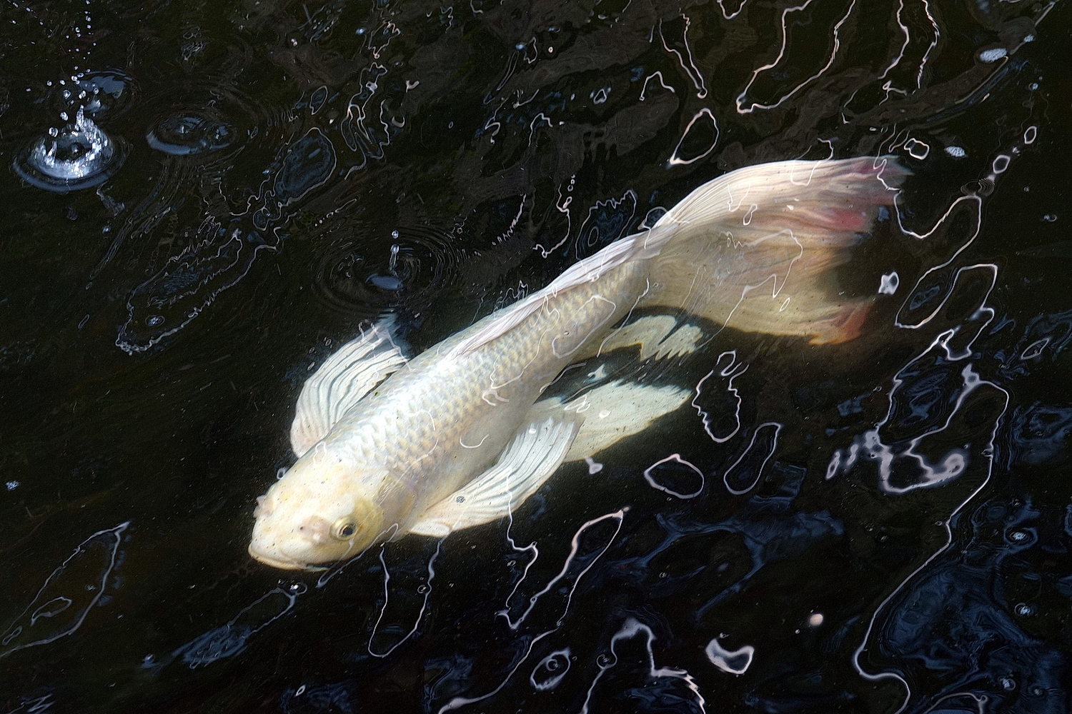 陳永鑑_錦鯉遊緃_20210404c.jpg
