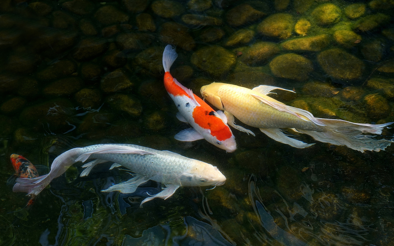 陳永鑑_錦鯉遊緃_20210423d.jpg