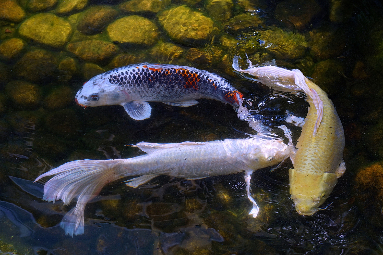 陳永鑑_錦鯉遊緃_20210423n.jpg