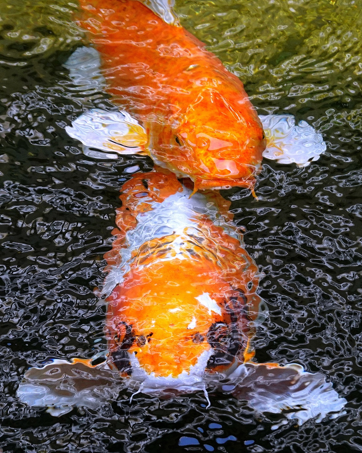 陳永鑑_錦鯉遊緃_20210428m.jpg