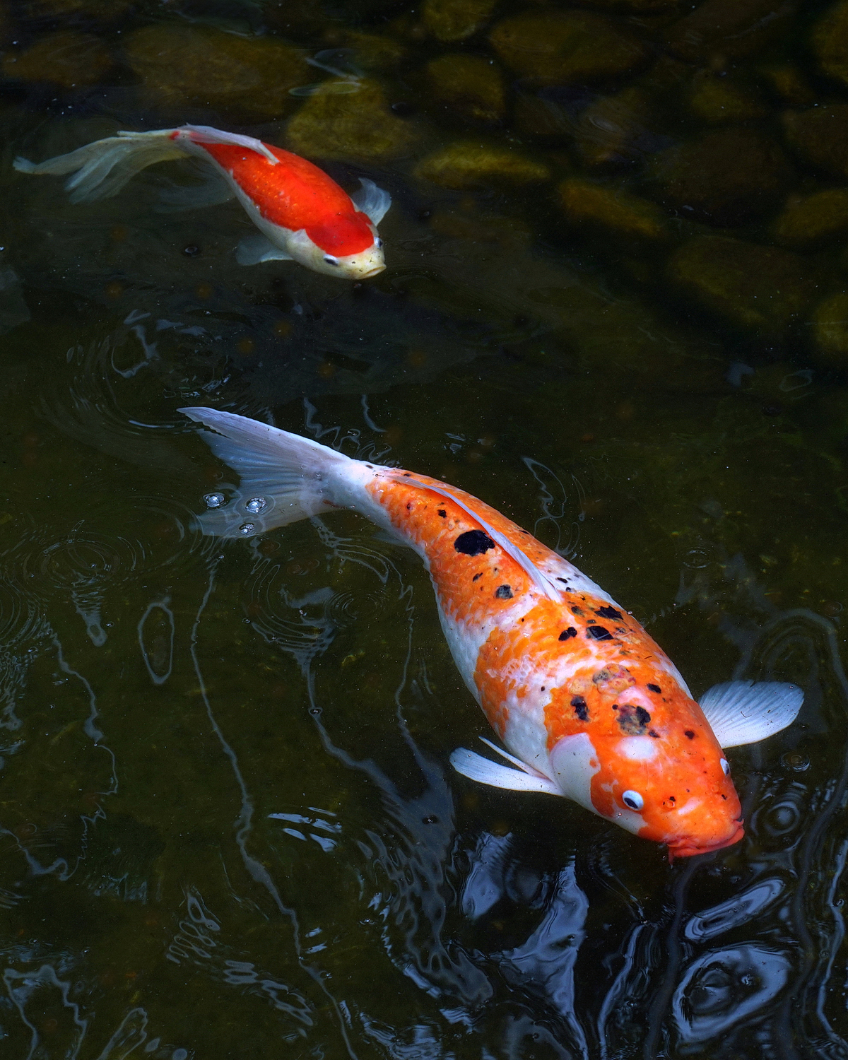 陳永鑑_錦鯉遊緃_20210501g.jpg