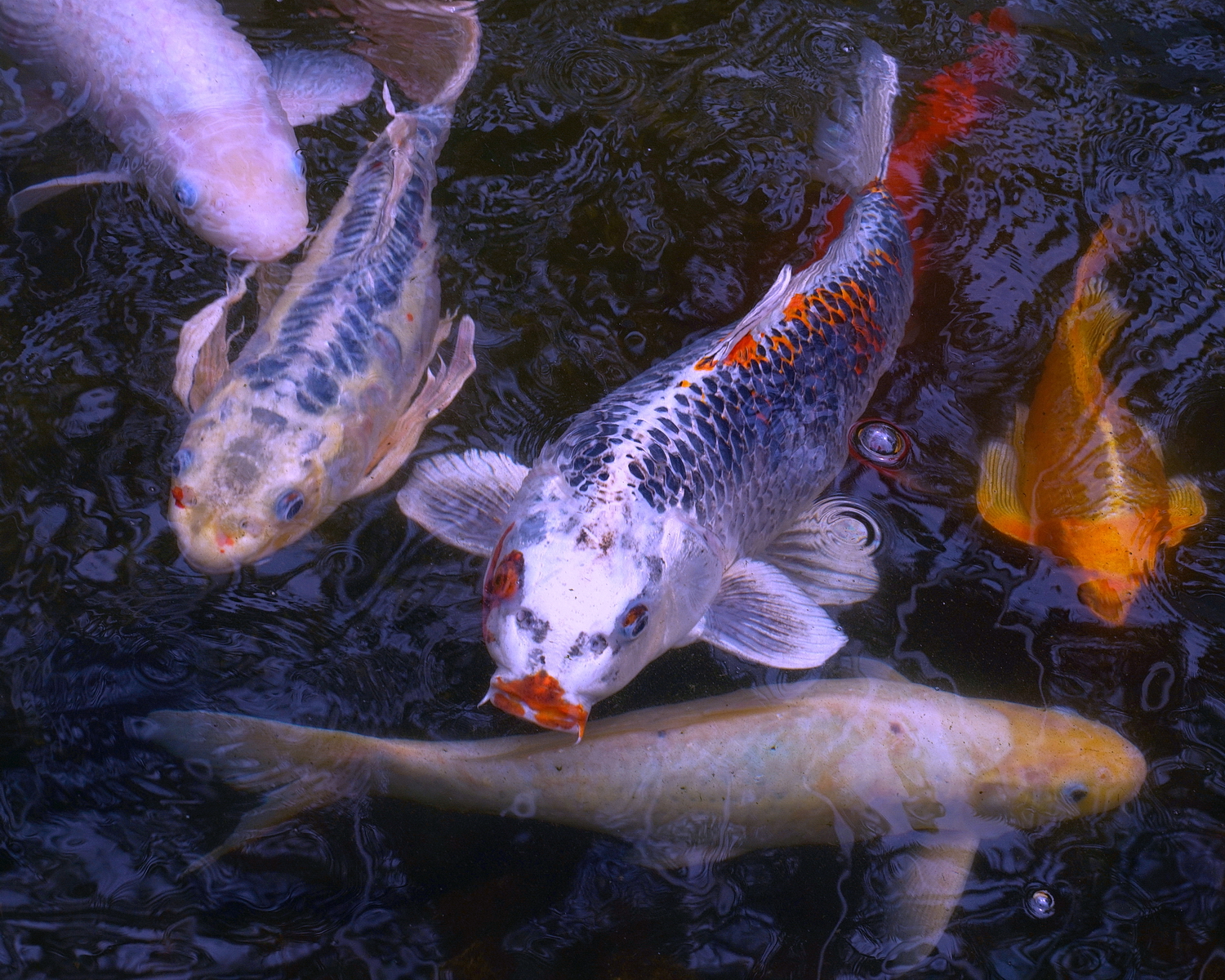 陳永鑑_錦鯉遊緃_20210503d.jpg