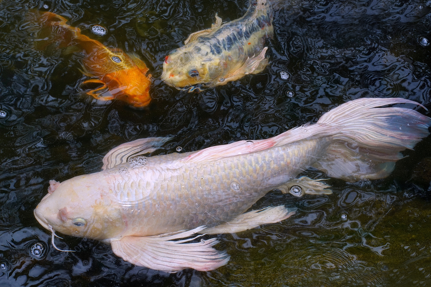 陳永鑑_錦鯉遊緃_20210503c.jpg
