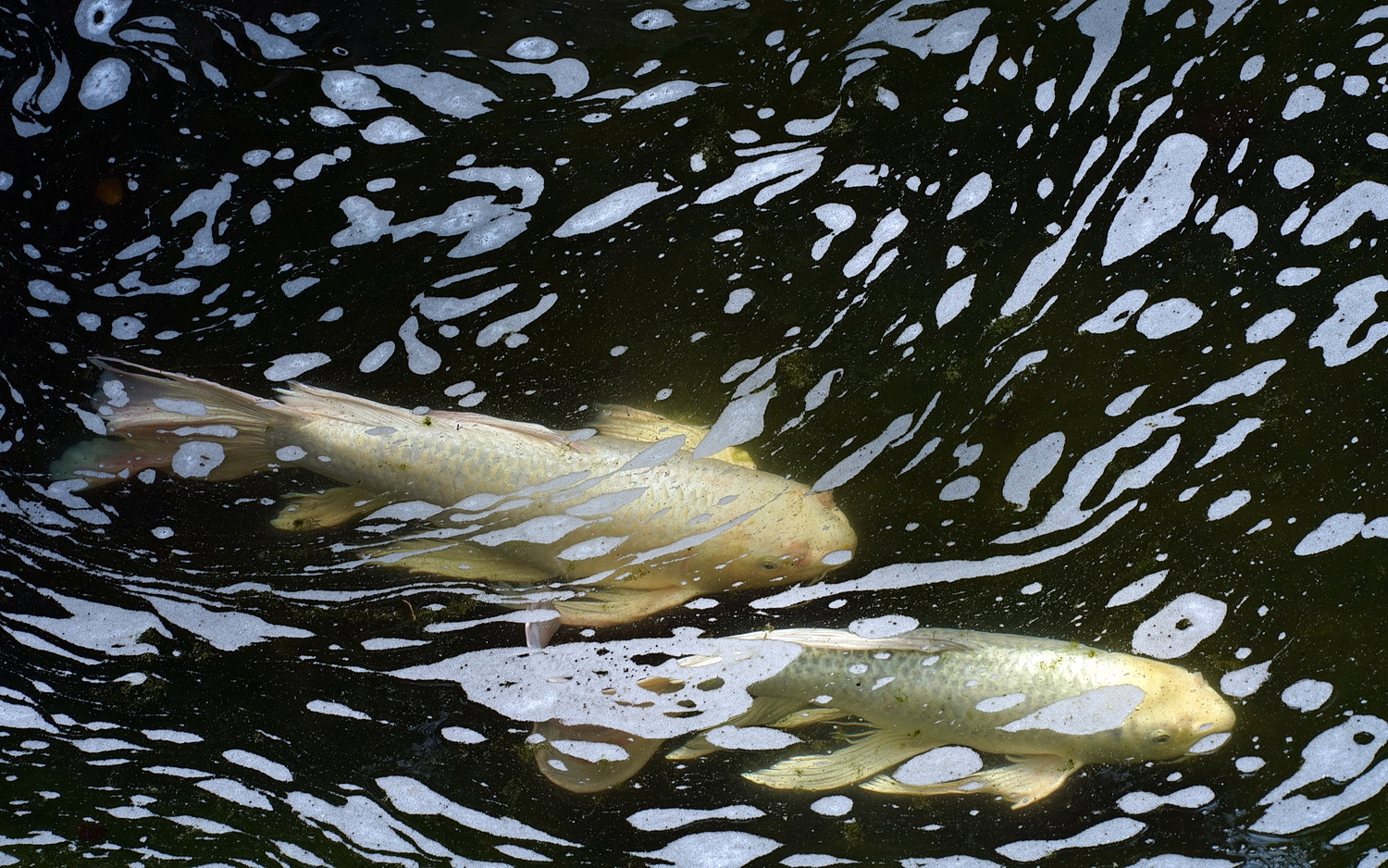 陳永鑑_錦鯉遊緃_20210508c.jpg