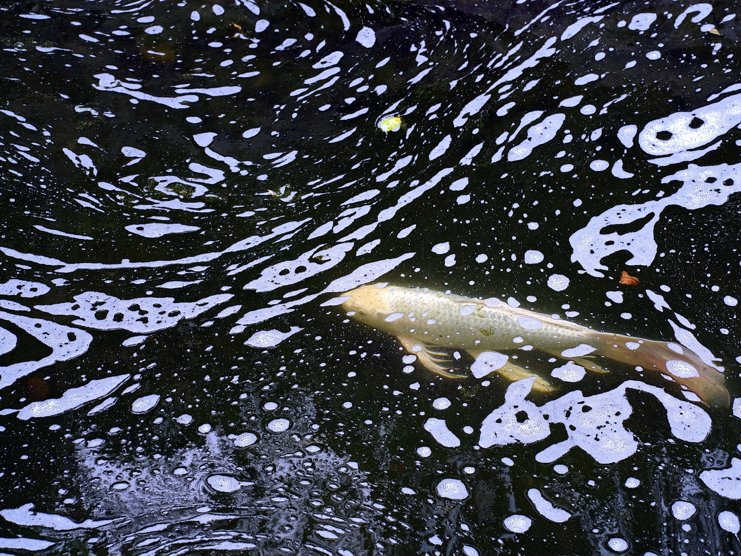 陳永鑑_錦鯉遊緃_20210508f.jpg