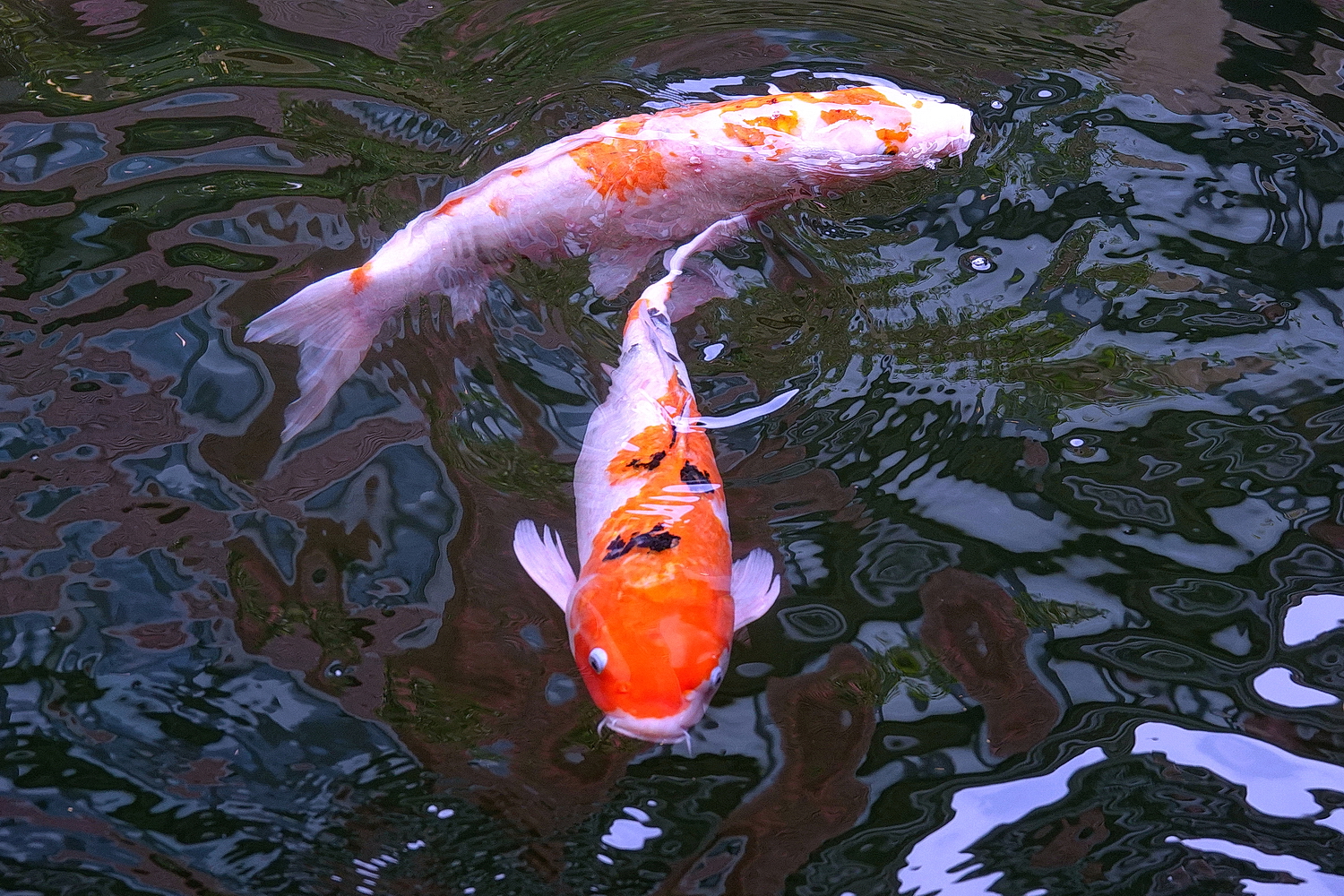 陳永鑑_錦鯉遊緃_20210509n.jpg