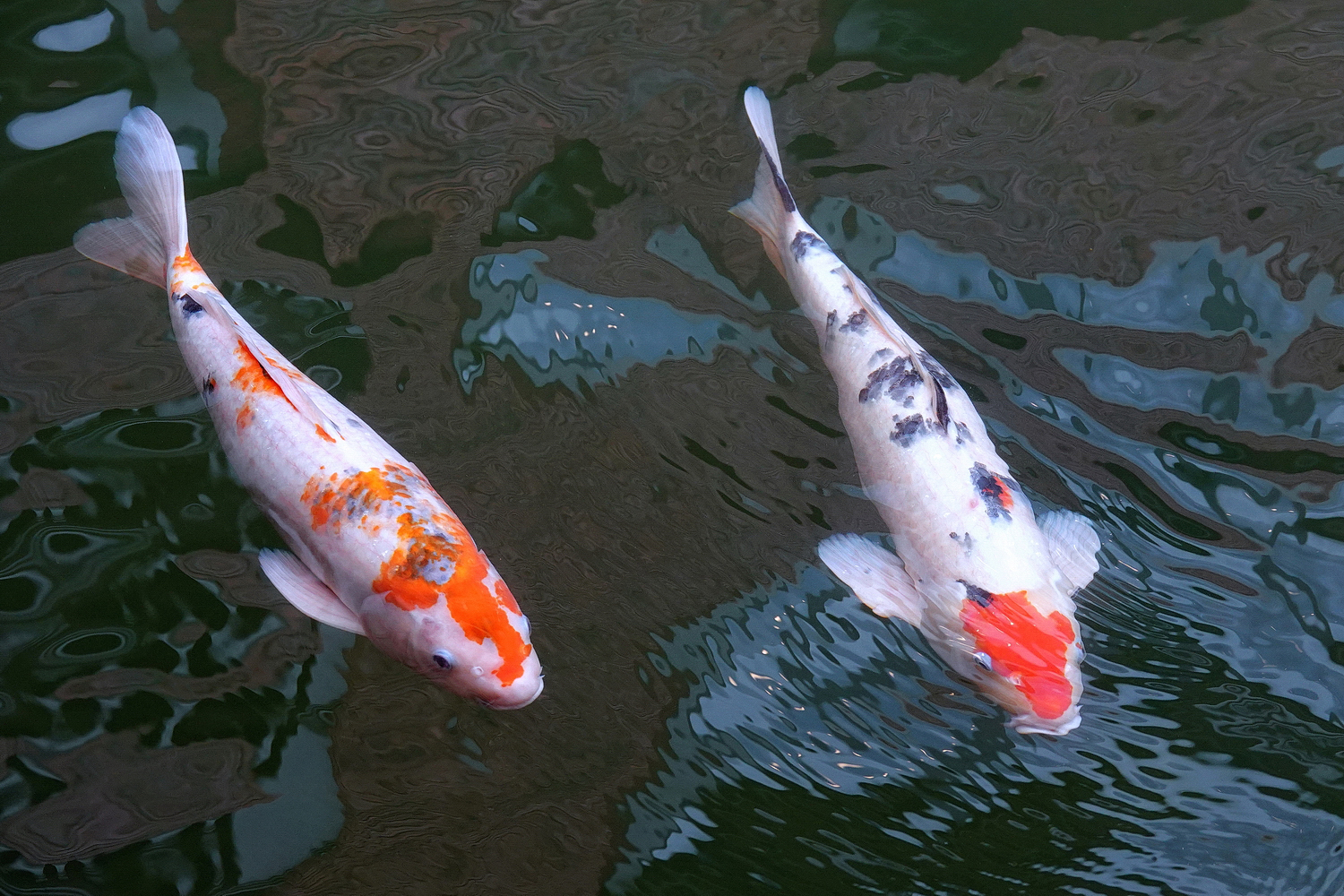陳永鑑_錦鯉遊緃_20210509m.jpg