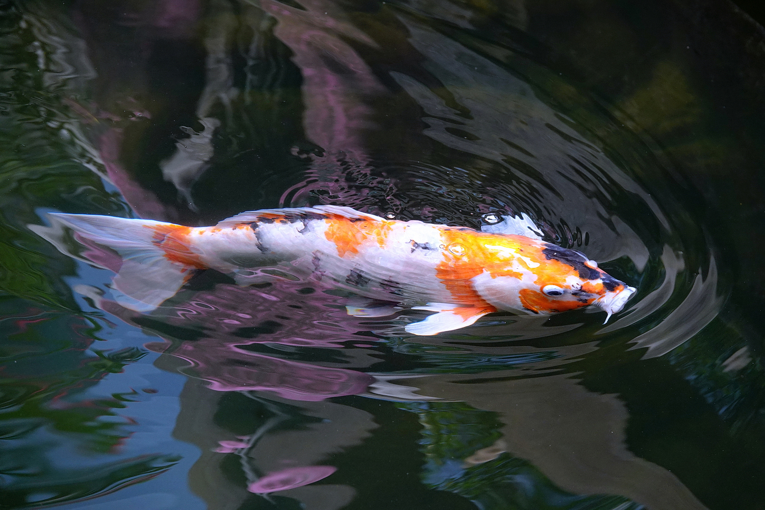 陳永鑑_錦鯉遊緃_20210512b.jpg