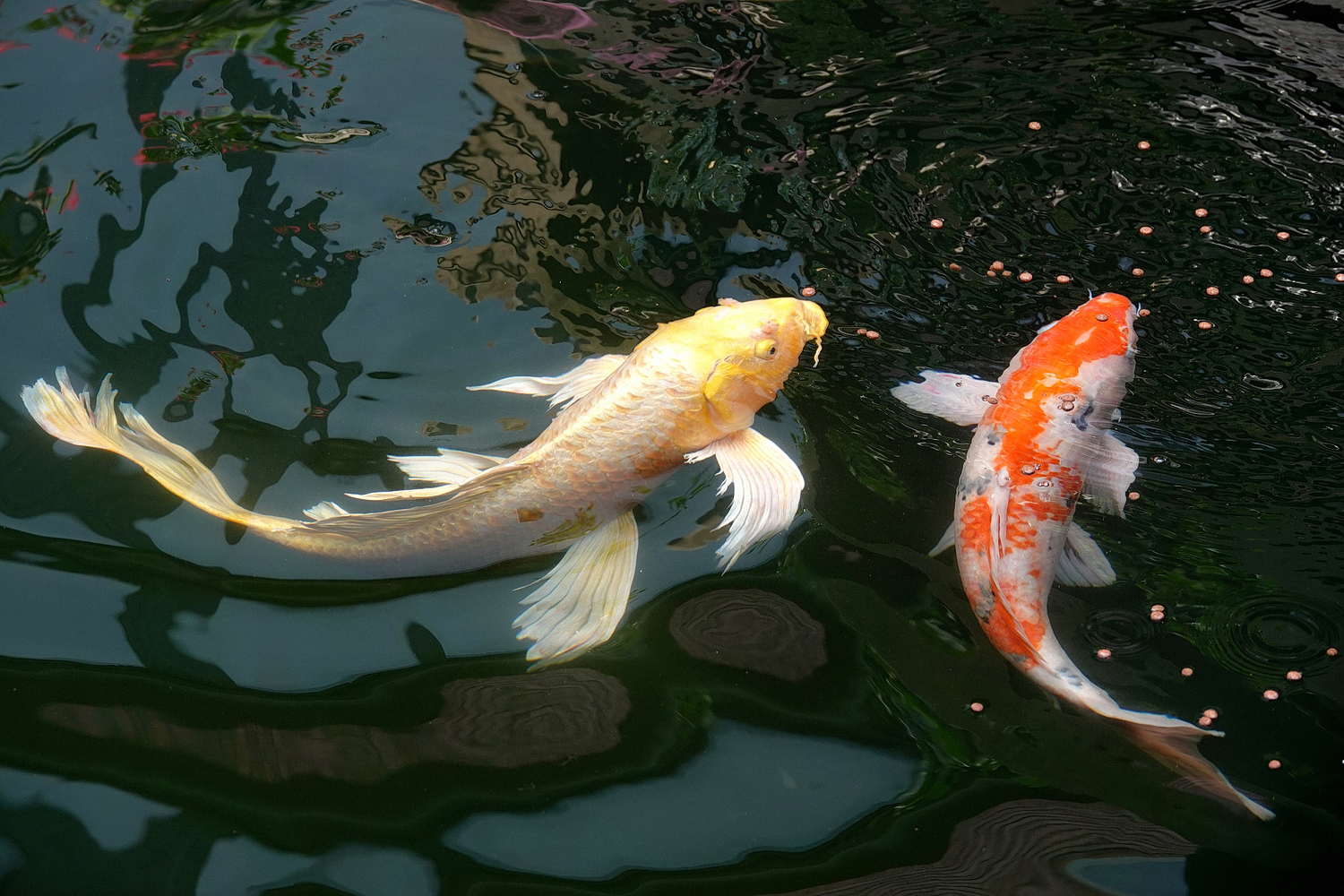 陳永鑑_錦鯉遊緃_20210512i.jpg