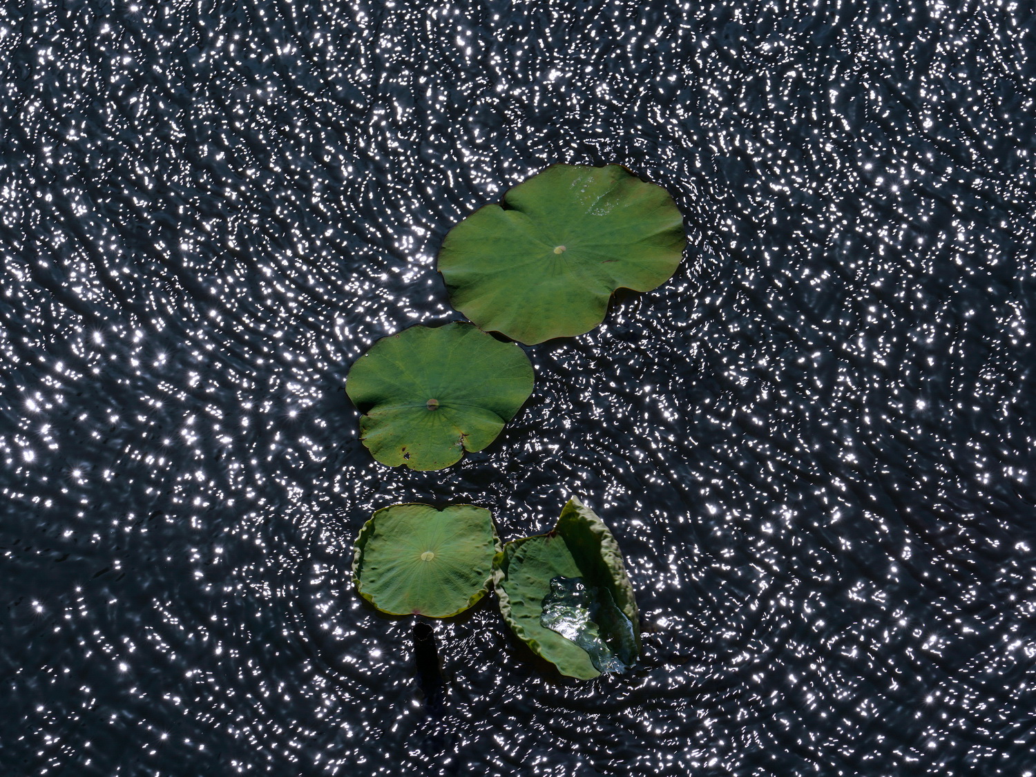 陳永鑑荷花作品20210711a.jpg