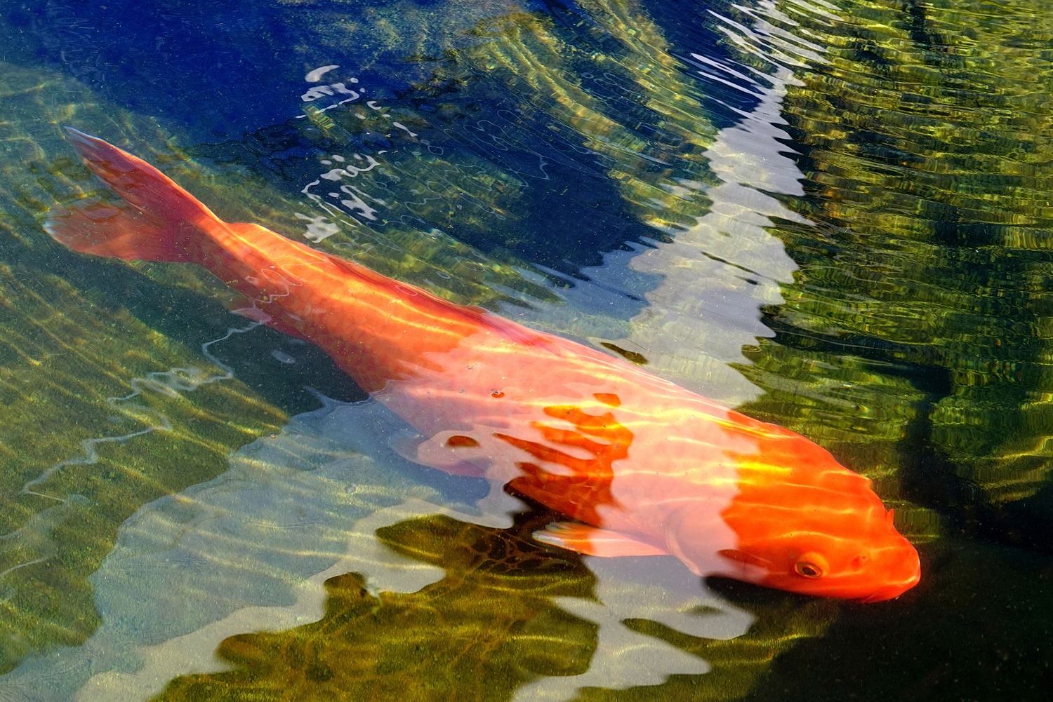 陳永鑑_錦鯉遊緃_20210711e.jpg