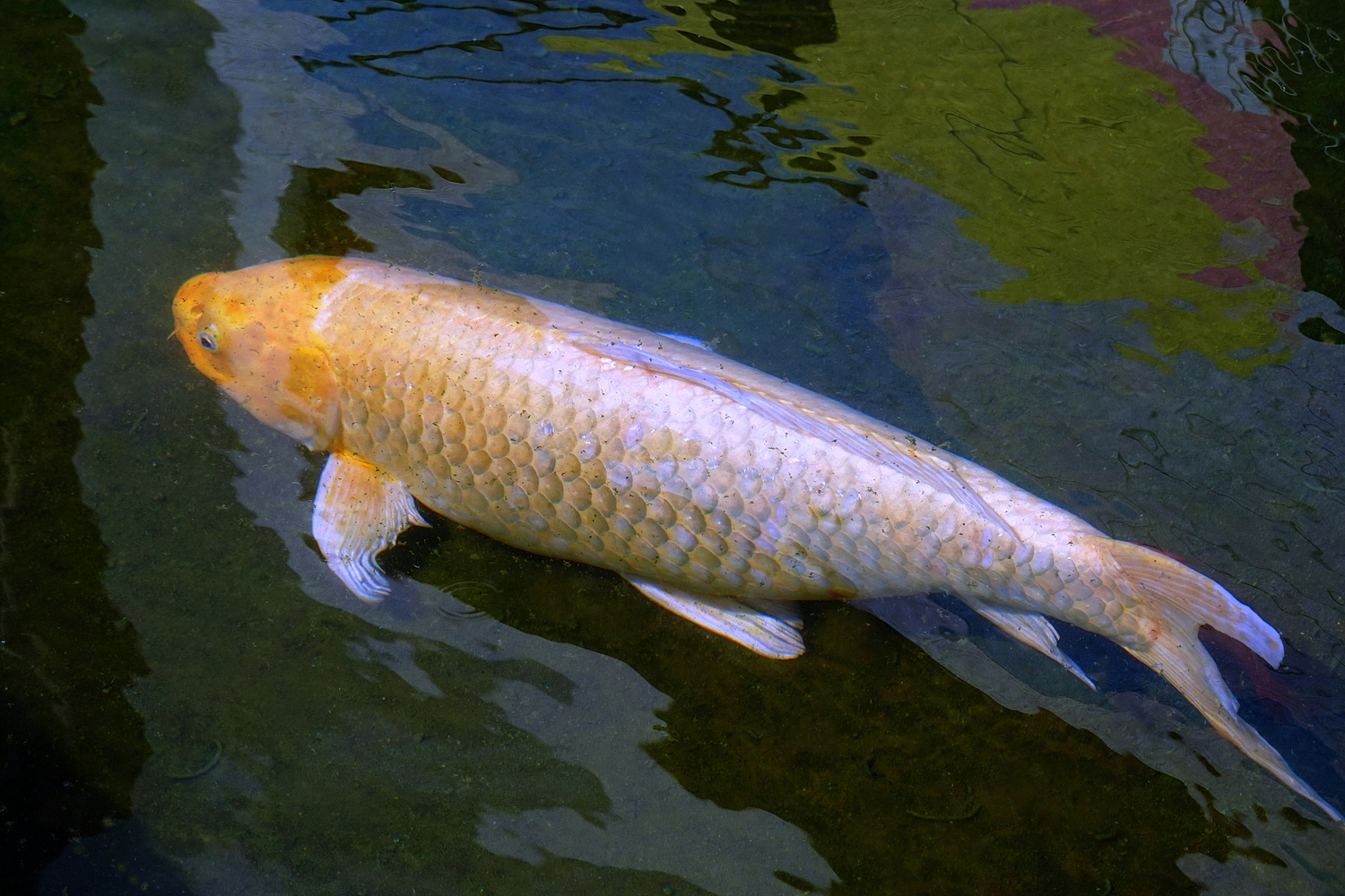 陳永鑑_錦鯉遊緃_20210717d.jpg