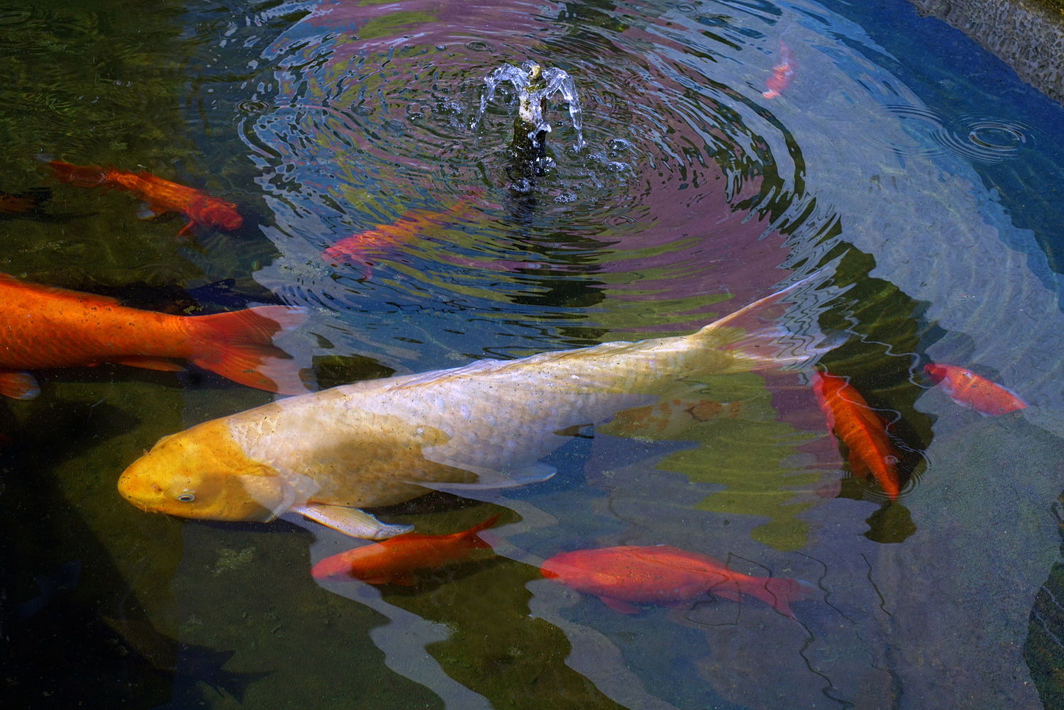 陳永鑑_錦鯉遊緃_20210719a.jpg