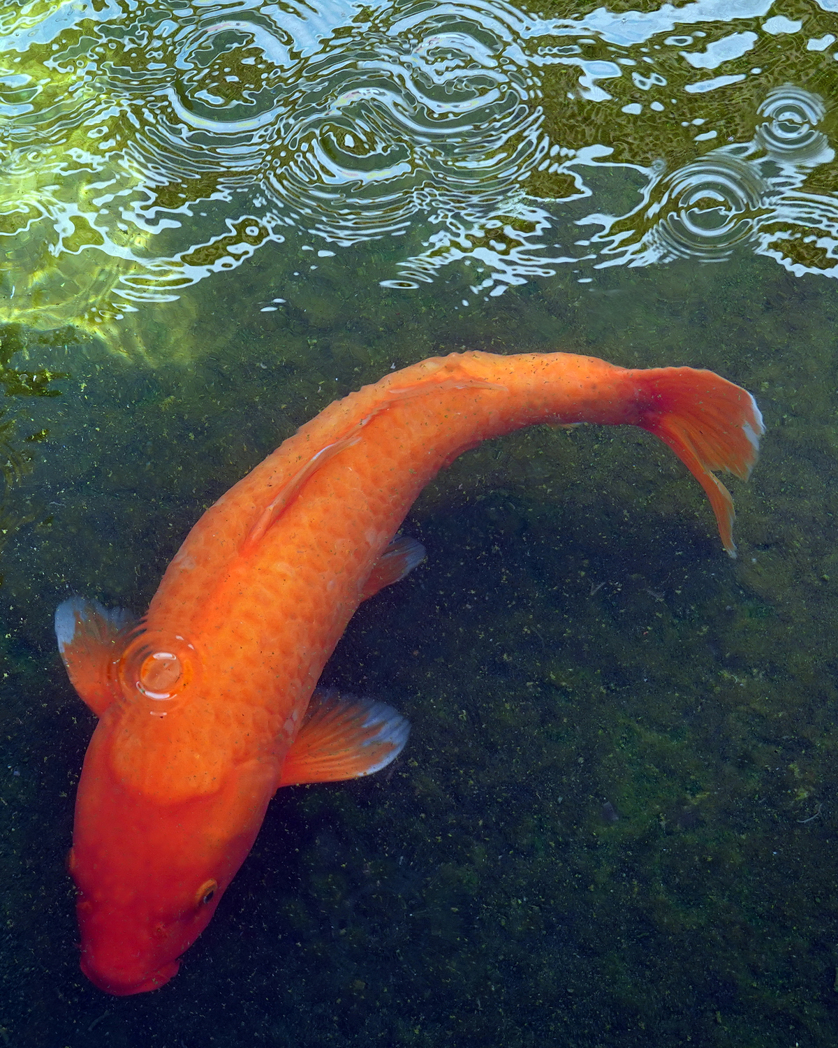 陳永鑑_錦鯉遊緃_20210724a.jpg