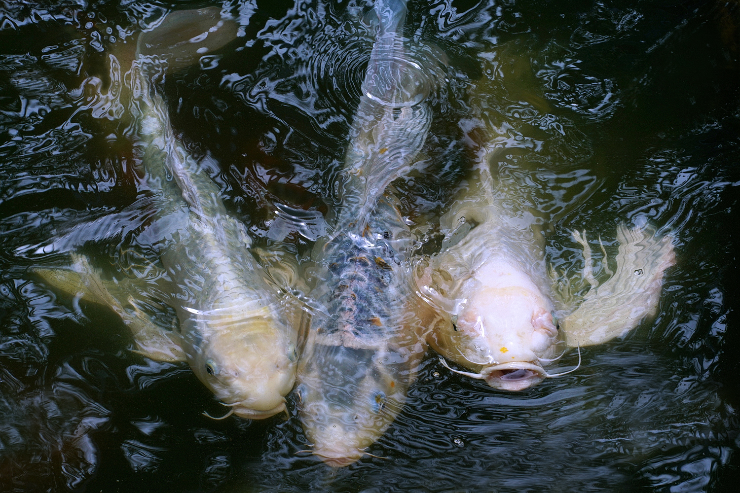 陳永鑑_錦鯉遊踨_20210727a.jpg