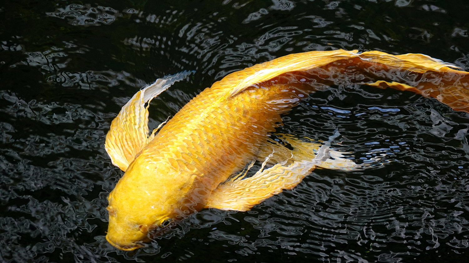 陳永鑑錦鯉遊蹤_20210814a.jpg