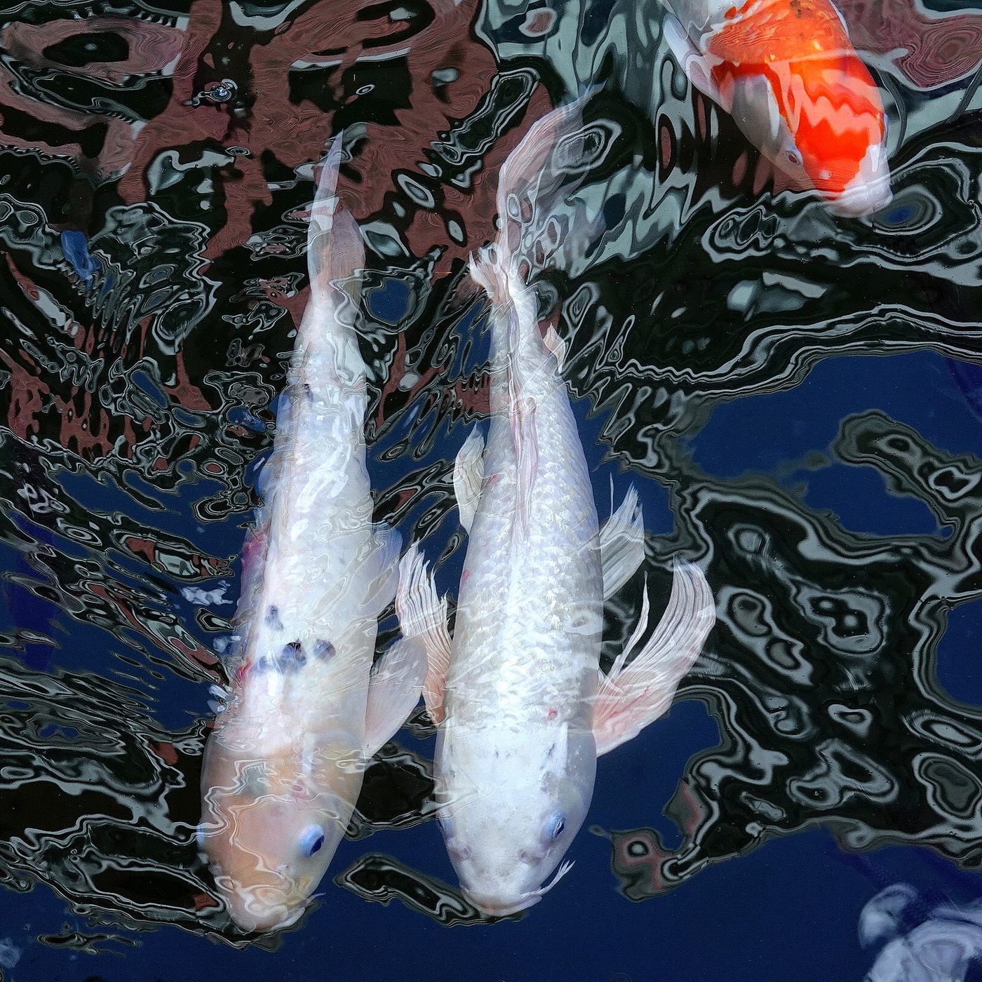 陳永鑑錦鯉遊蹤_20210814h.jpg