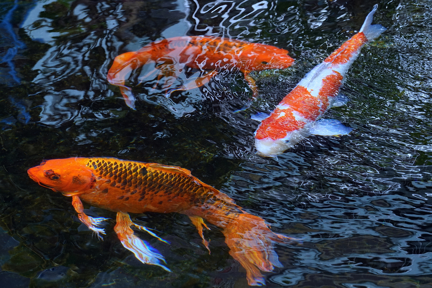 陳永鑑錦鯉遊蹤_20210814g.jpg