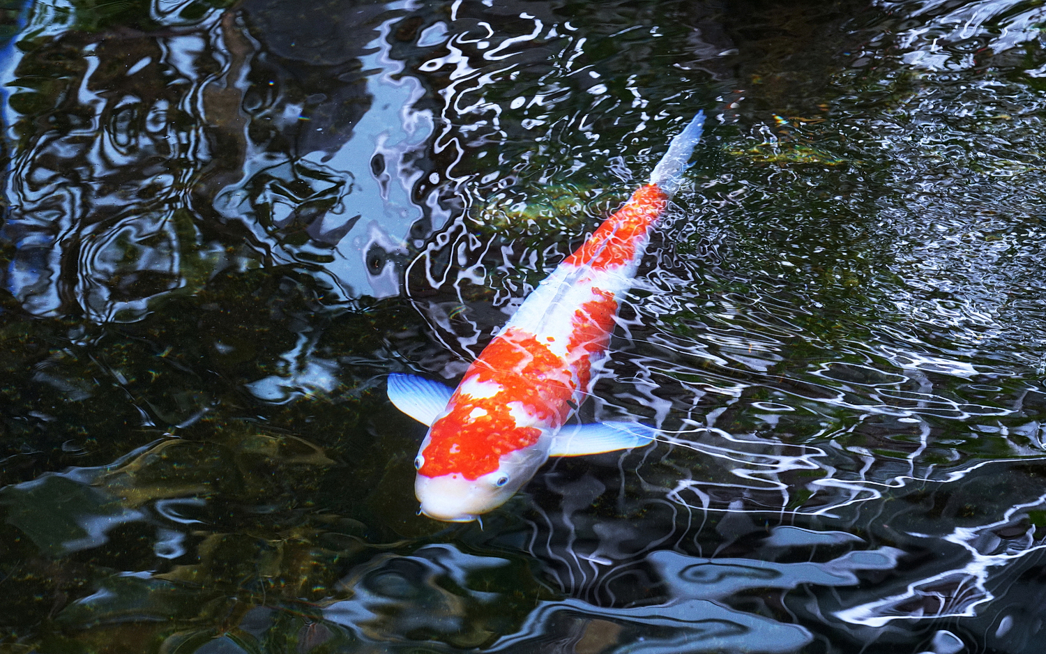 陳永鑑錦鯉遊蹤_20210814f.jpg