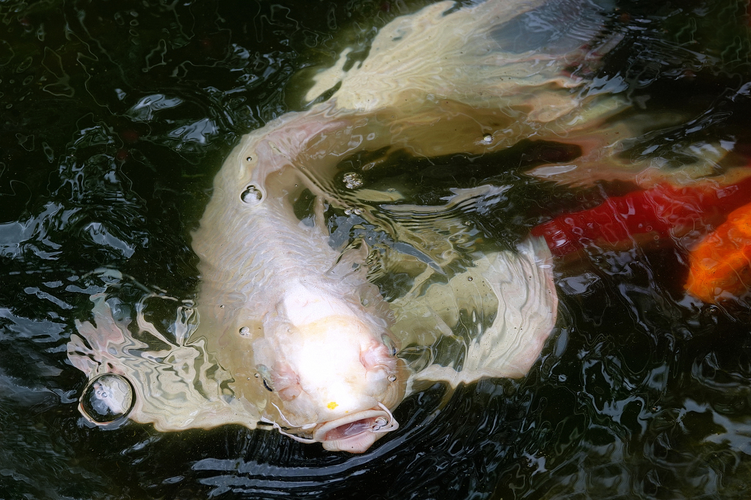 陳永鑑錦鯉遊蹤_20210815d.jpg