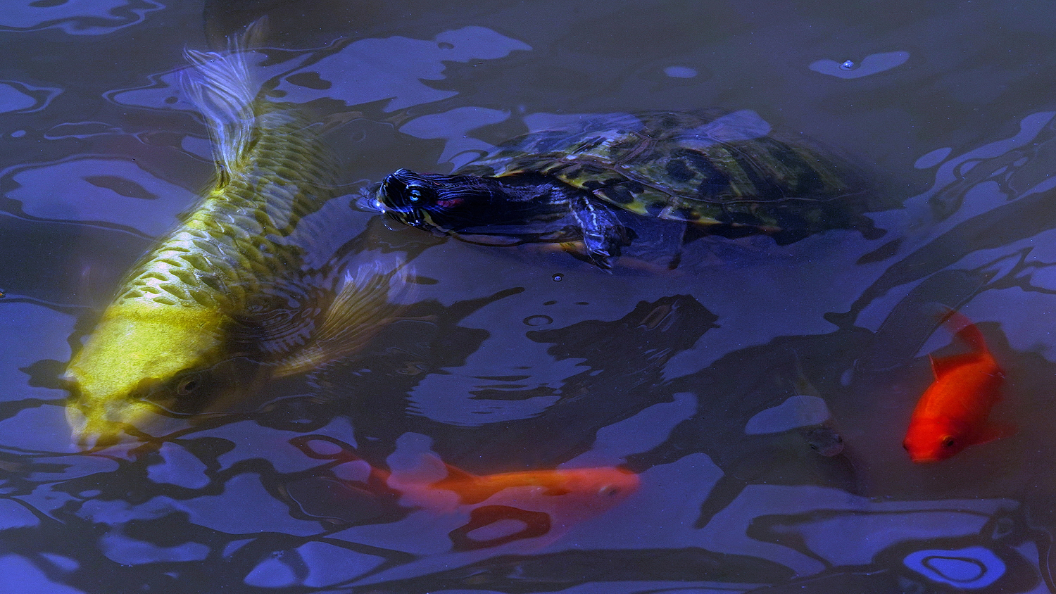 陳永鑑_錦鯉遊緃_20210819b.jpg