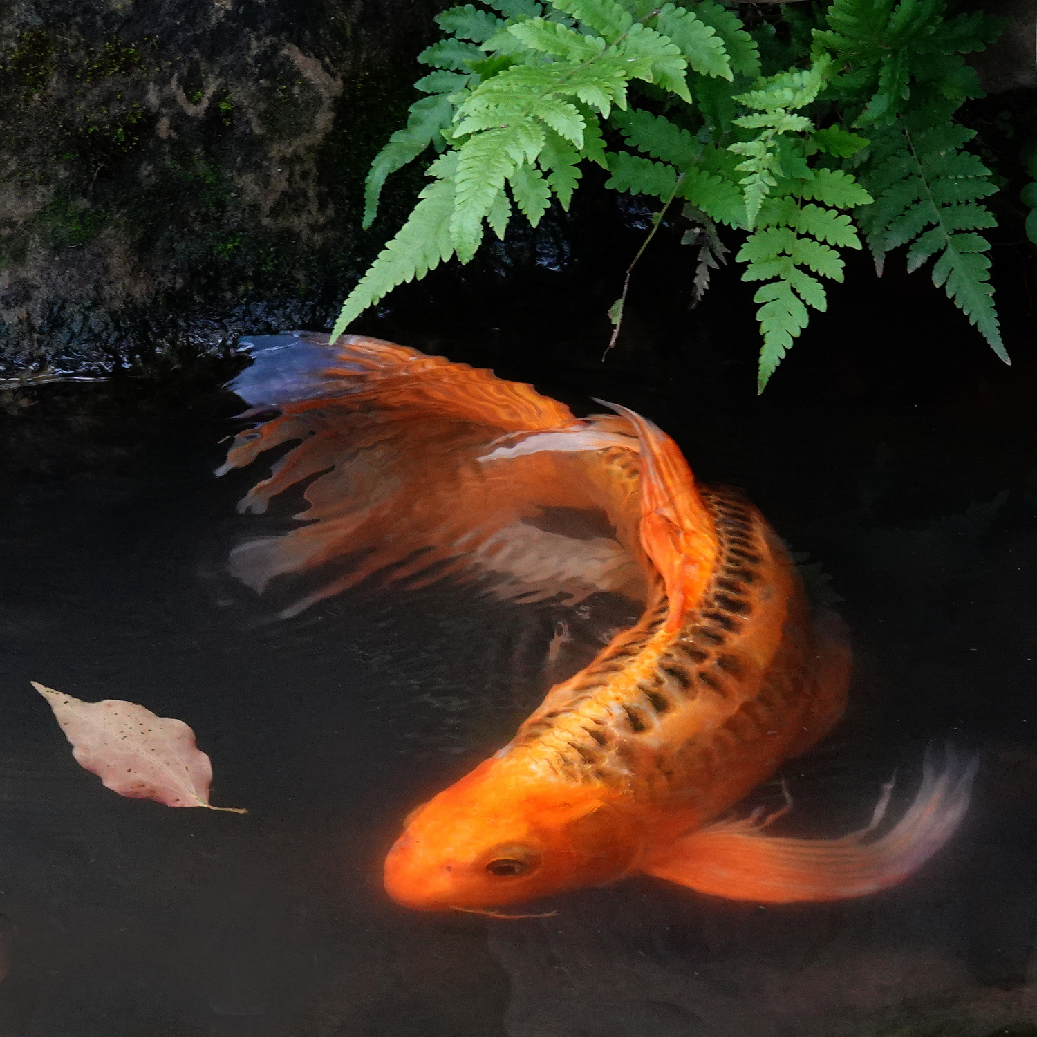 陳永鑑_錦鯉遊緃_20210820i.jpg