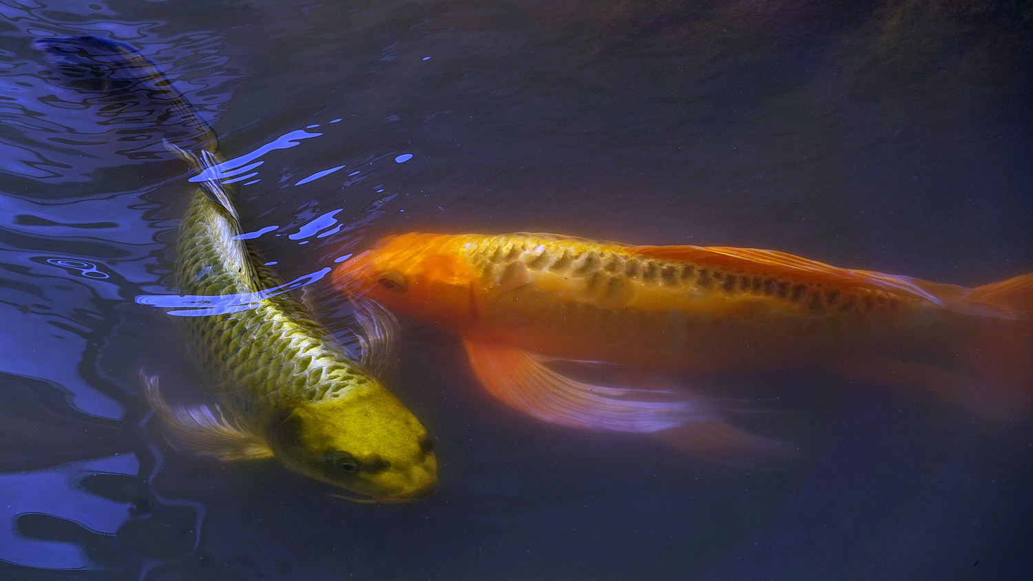 陳永鑑_錦鯉遊緃_20210820e.jpg