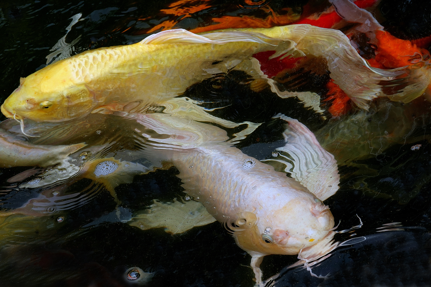 陳永鑑_錦鯉遊踨_20210825a.jpg