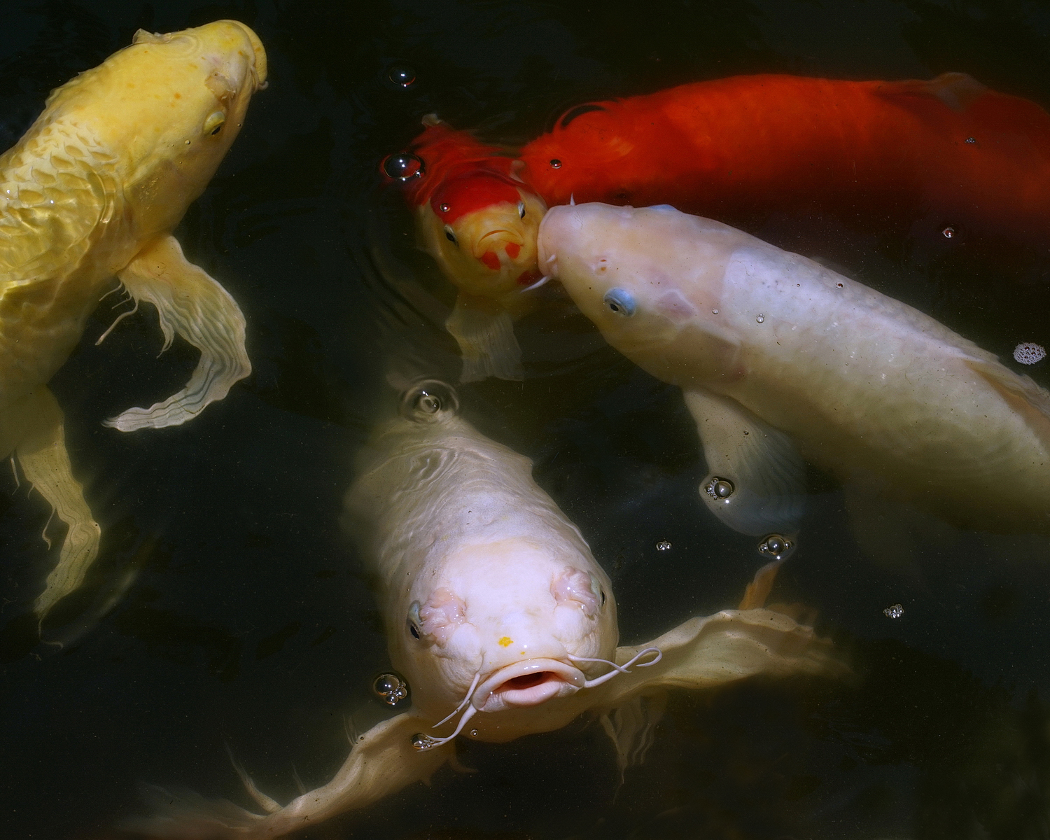 陳永鑑_錦鯉遊踨_20210825r.jpg