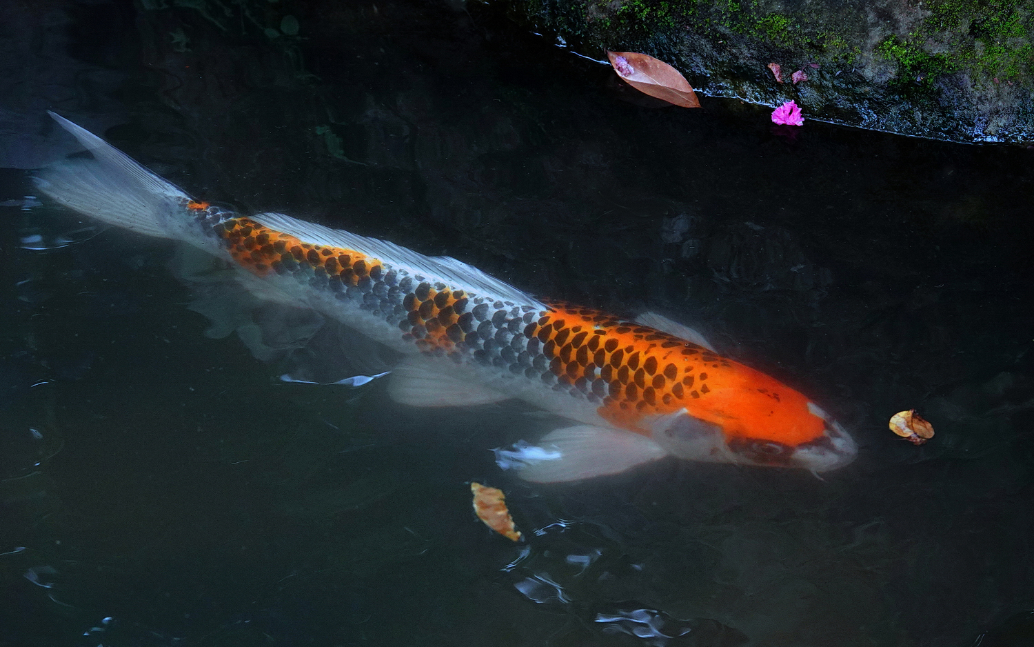 陳永鑑_錦鯉遊踨_20210830d.jpg