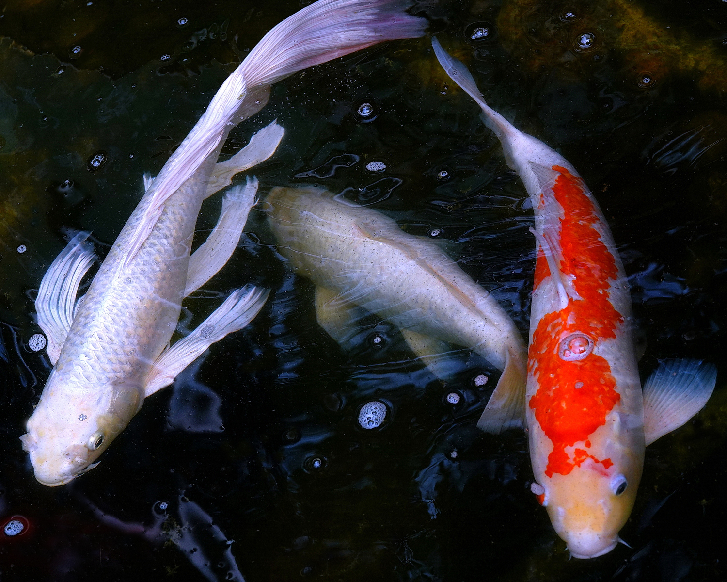 陳永鑑_錦鯉遊緃_20210910c.jpg