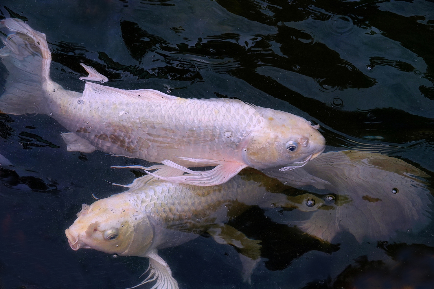 陳永鑑_錦鯉遊緃_20210910a.jpg