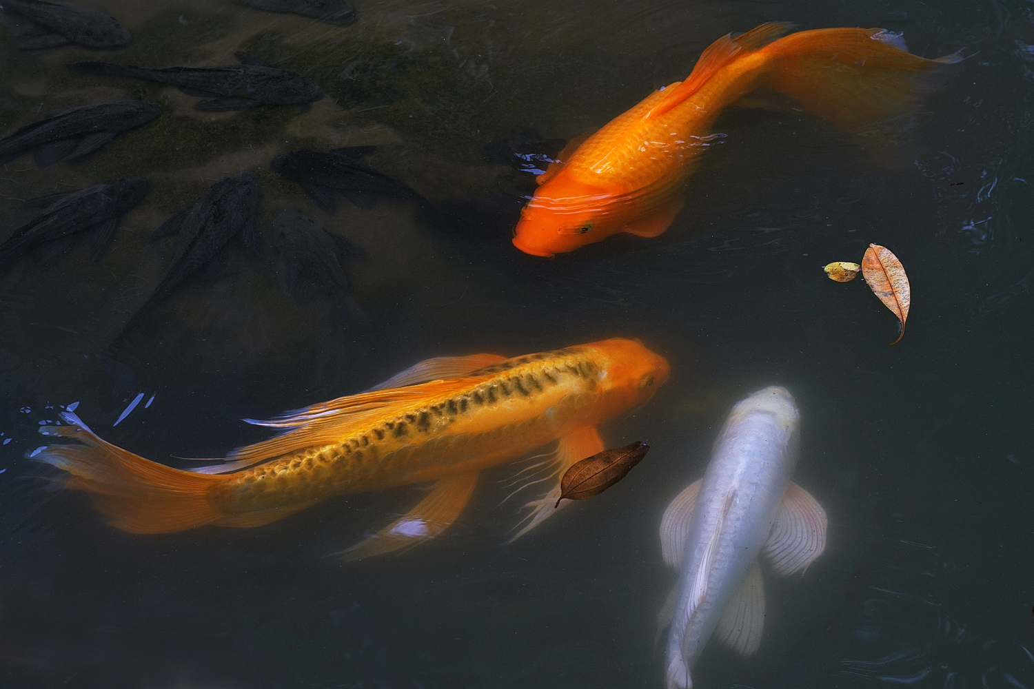 陳永鑑_錦鯉遊緃_20210911c.jpg