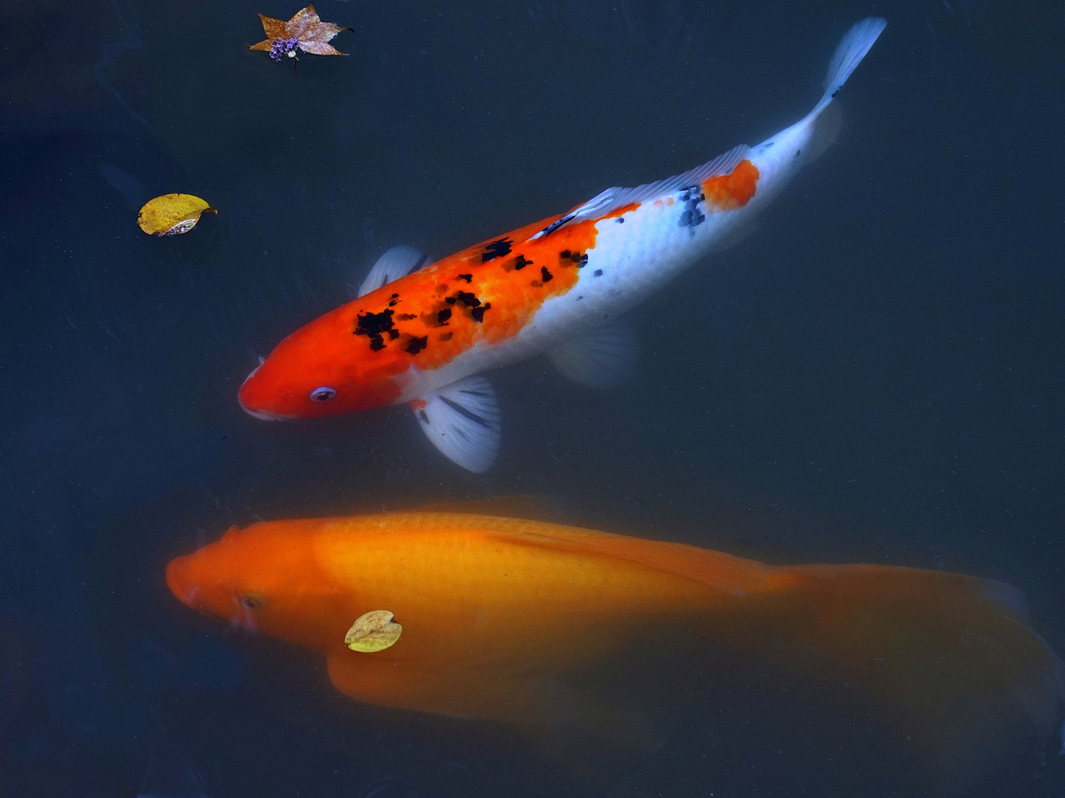 陳永鑑_錦鯉遊緃_20210911n.jpg