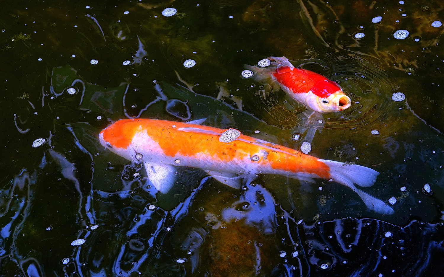 陳永鑑錦鯉遊蹤_20210912d.jpg