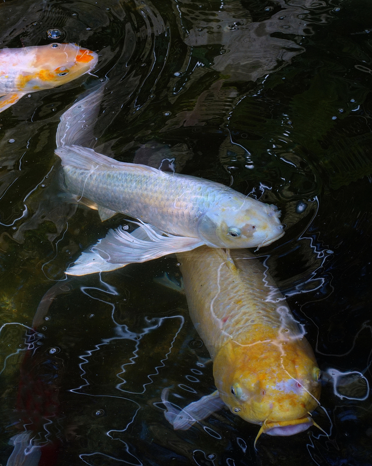 陳永鑑錦鯉遊蹤_20210915l.jpg