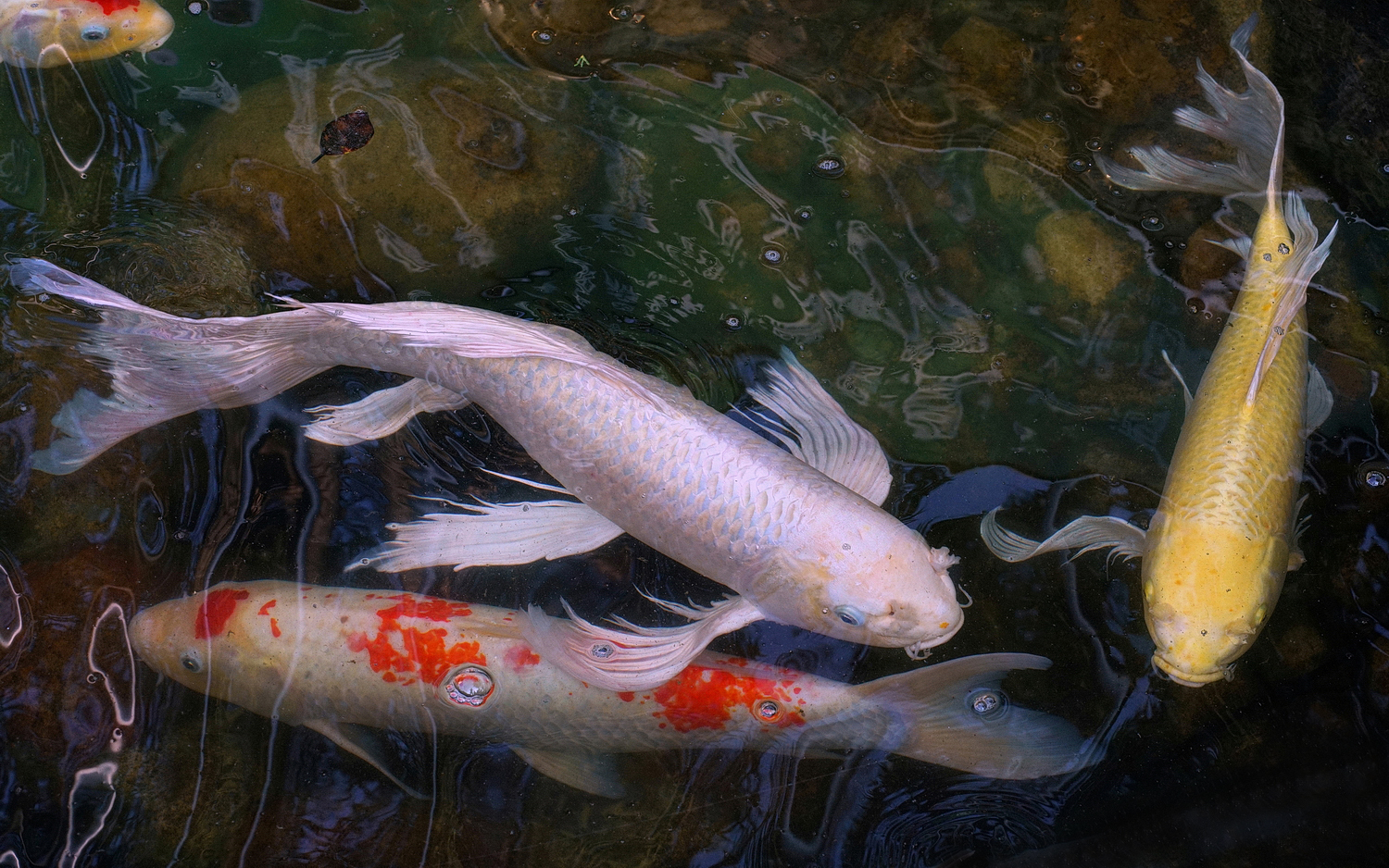 陳永鑑錦鯉遊蹤_20210915t.jpg