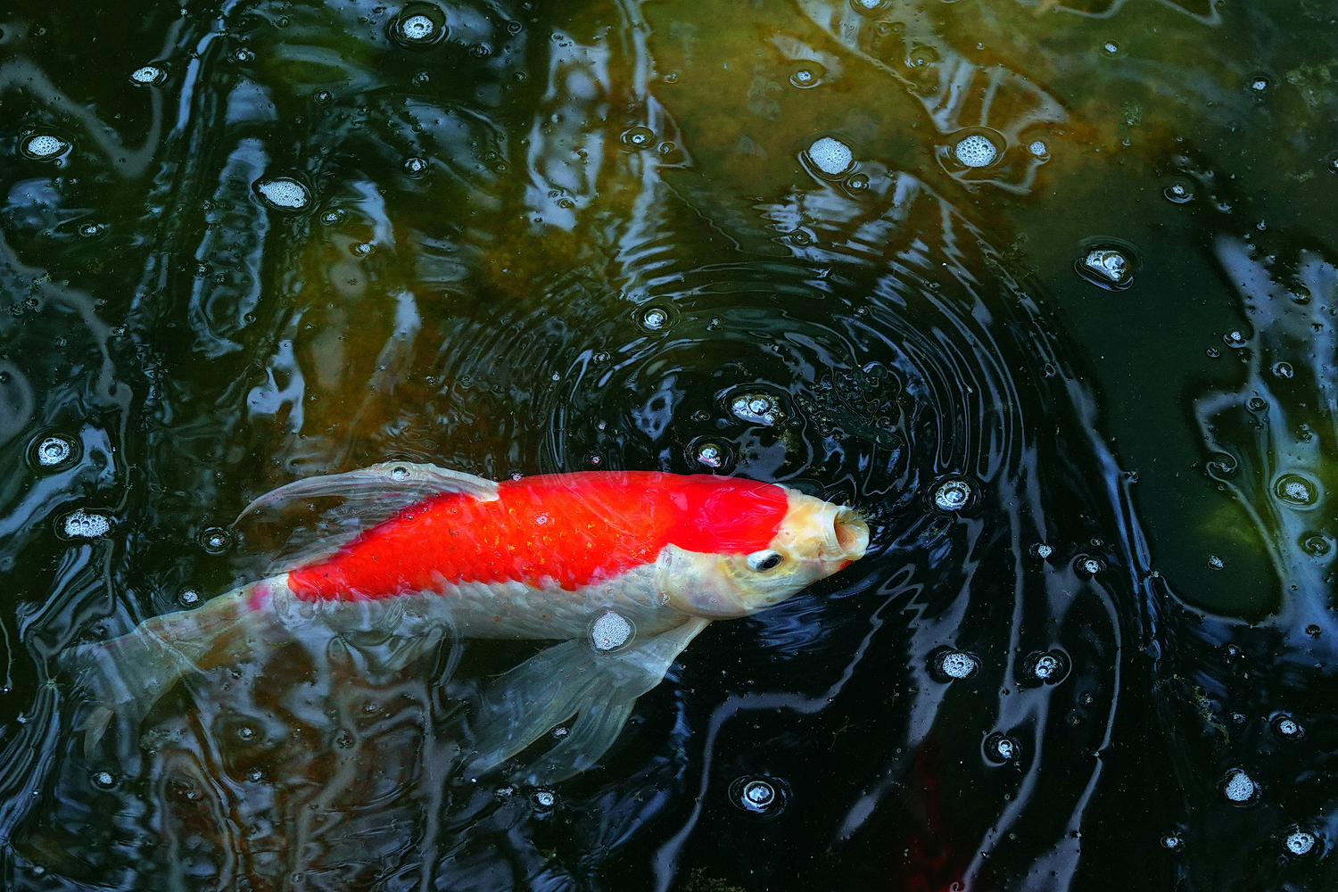陳永鑑錦鯉遊蹤_20210916h.jpg