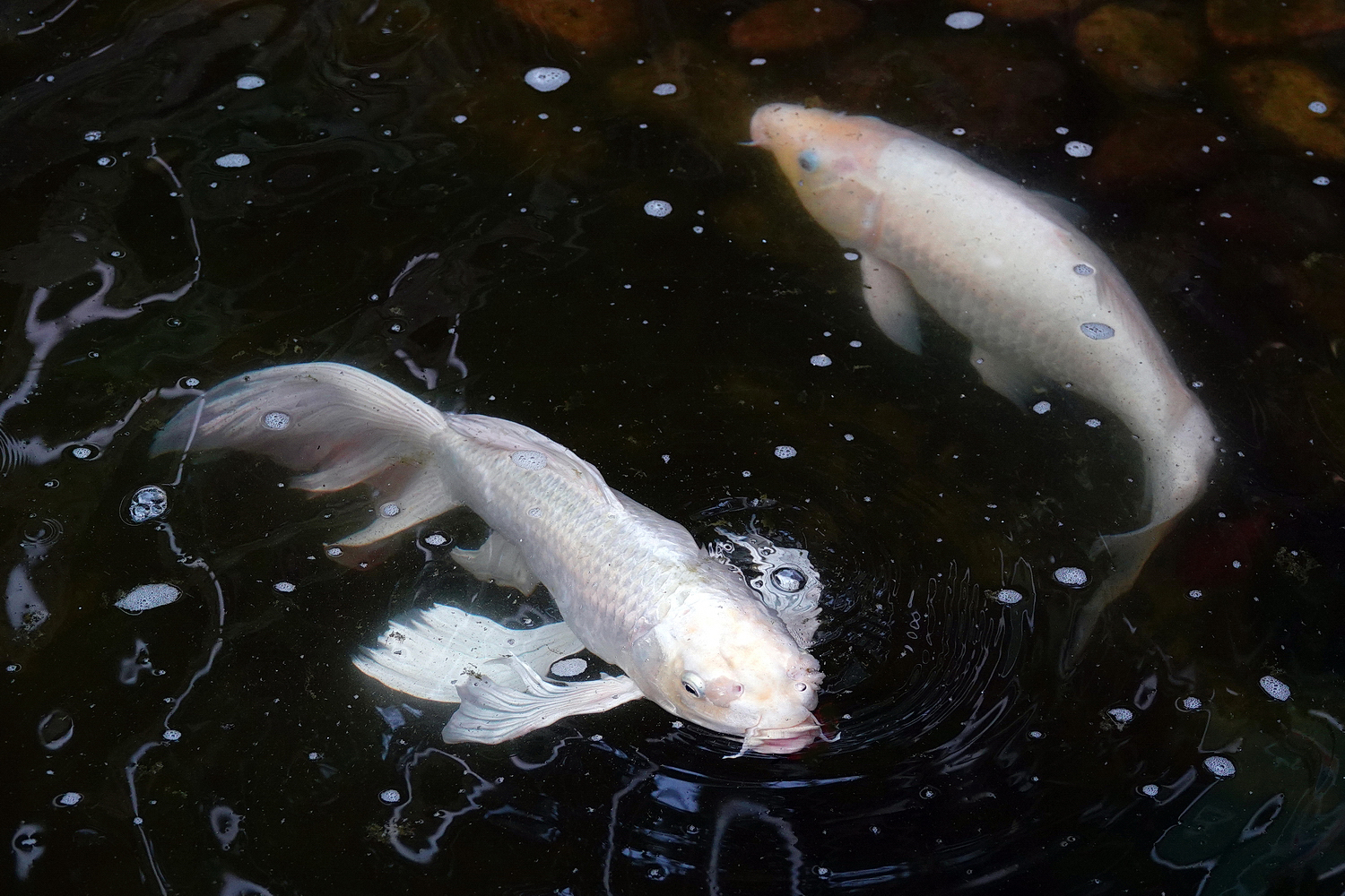 陳永鑑錦鯉遊蹤_20210916f.jpg