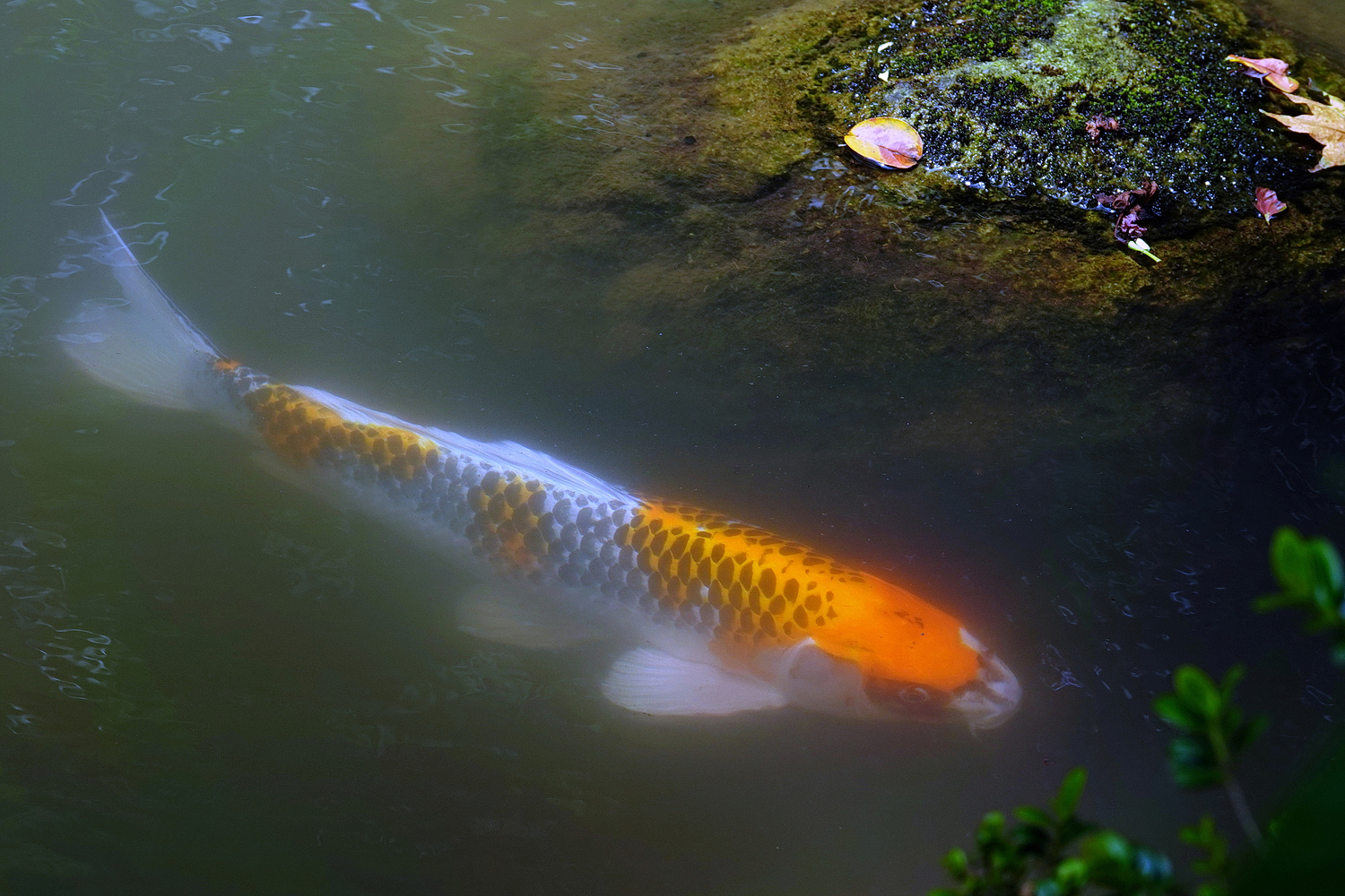 陳永鑑錦鯉遊蹤_20210916o.jpg