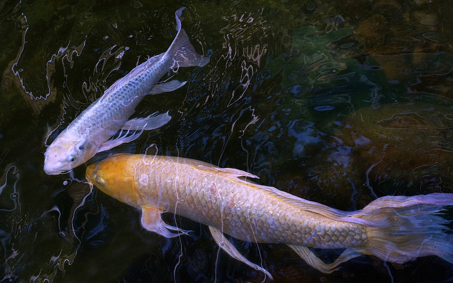 陳永鑑錦鯉遊蹤_20210916x.jpg